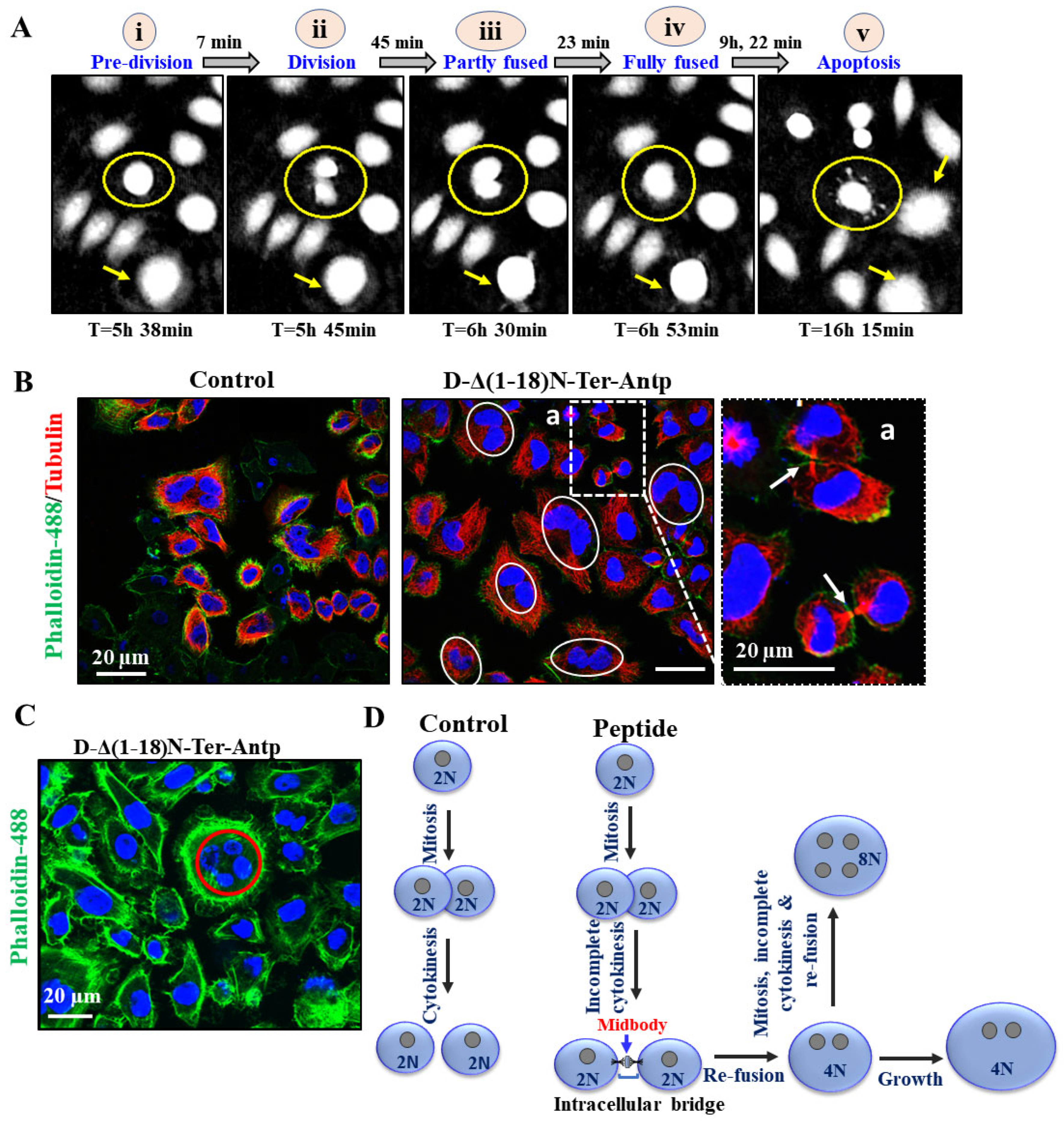 Biomolecules 12 01387 g008