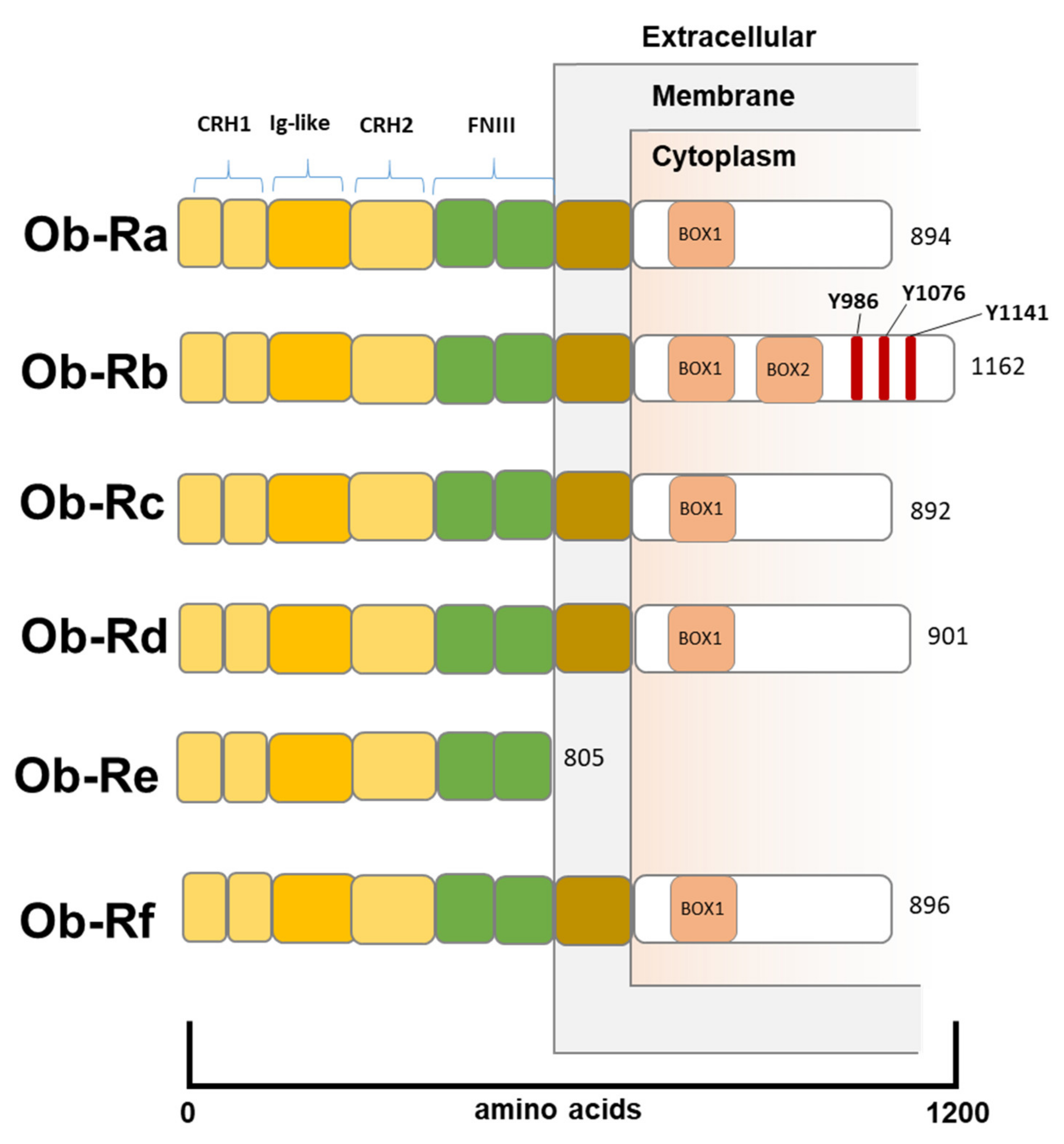 Biomolecules 12 01394 g001 Biomolecules 12 01394 g001