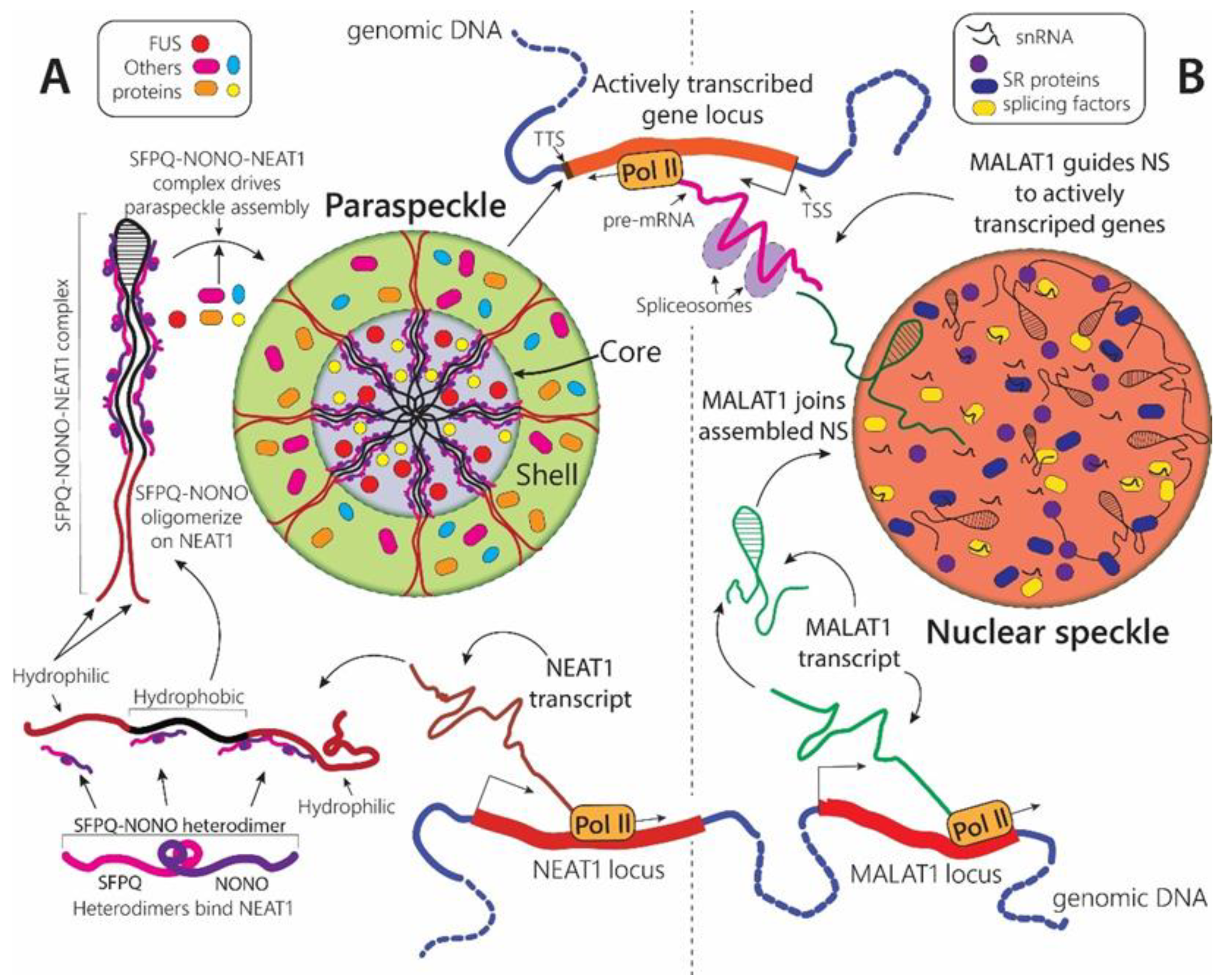 Biomolecules 12 01441 g003 Biomolecules 12 01441 g003