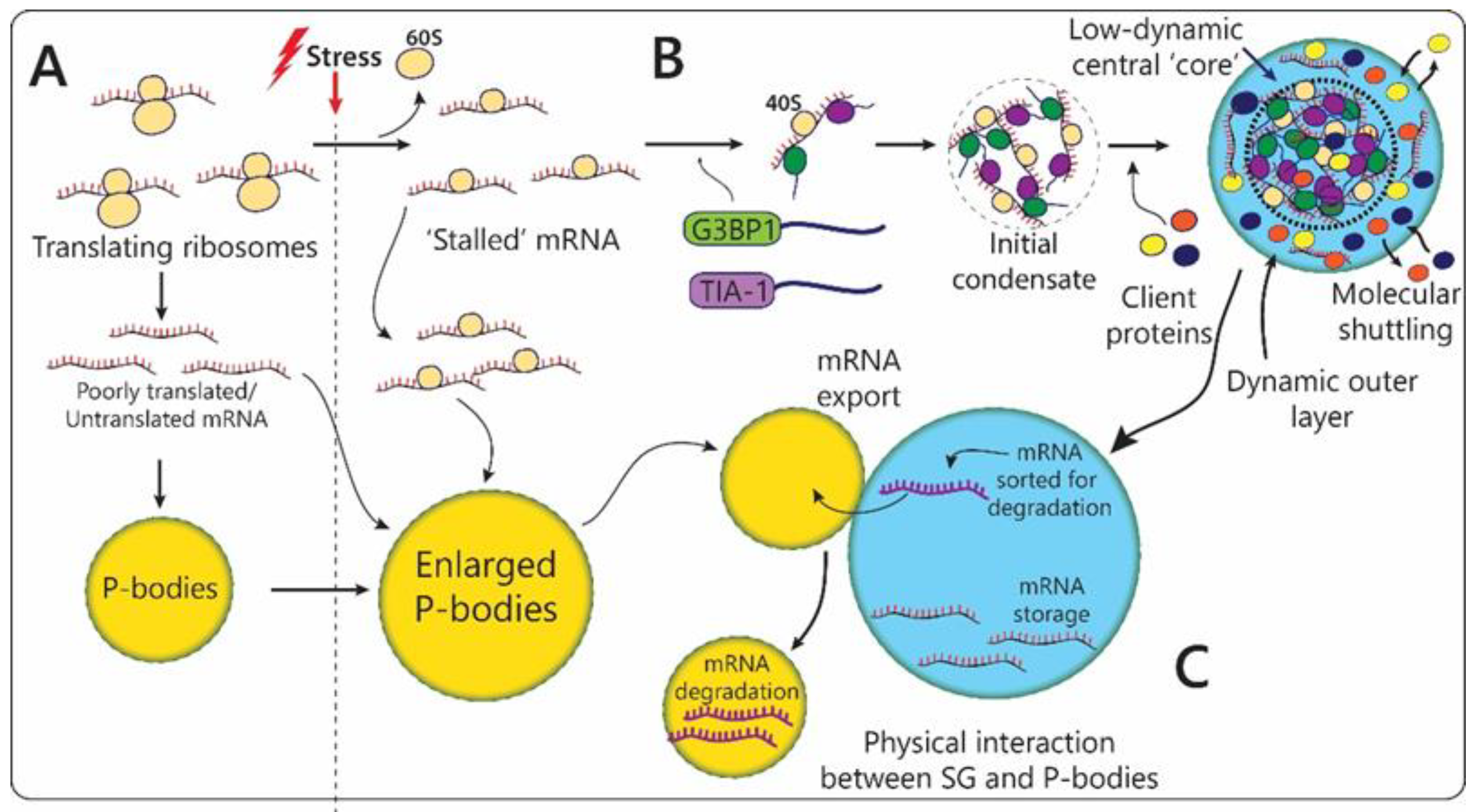 Biomolecules 12 01441 g004 Biomolecules 12 01441 g004