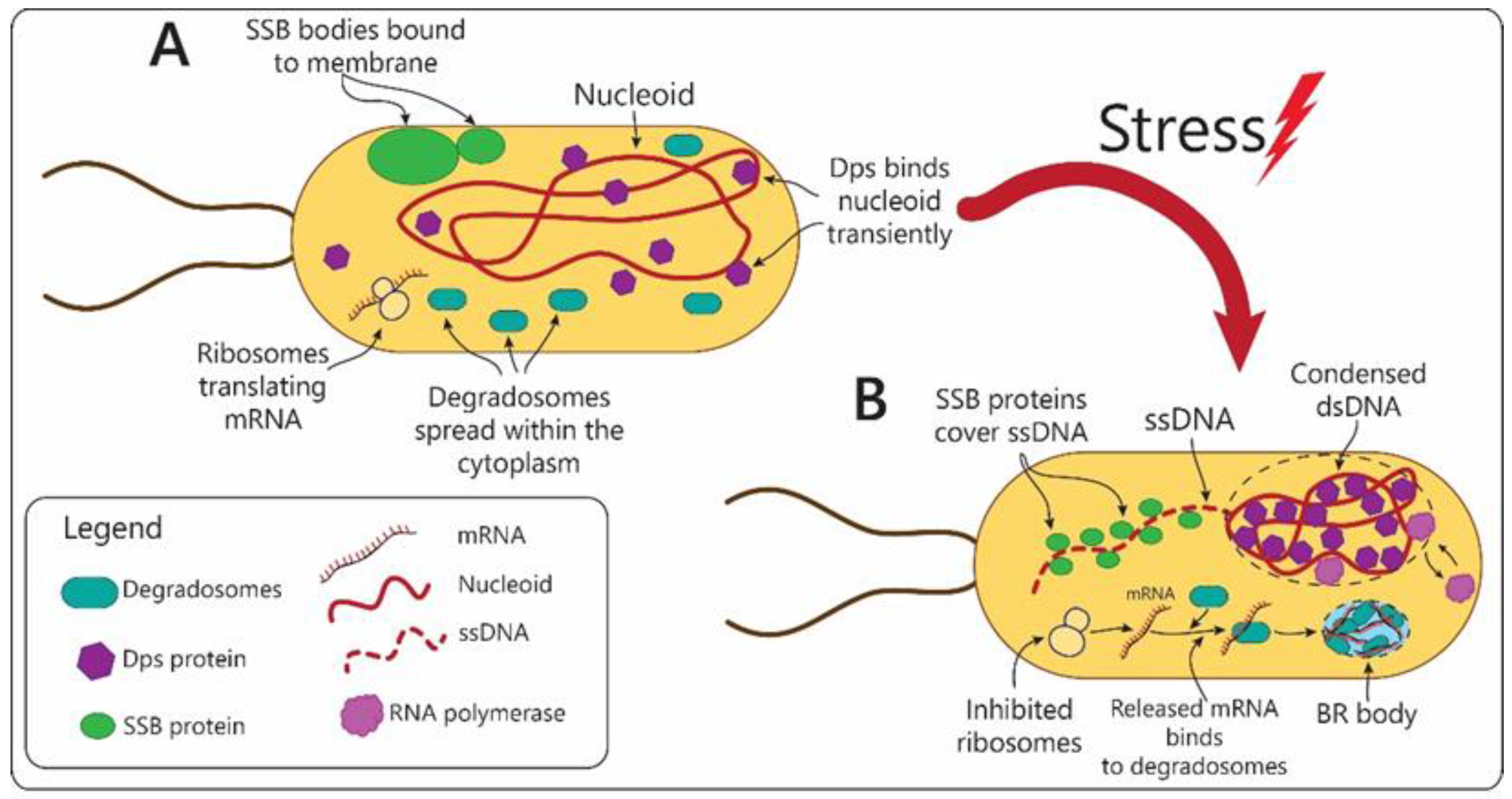 Biomolecules 12 01441 g005 Biomolecules 12 01441 g005