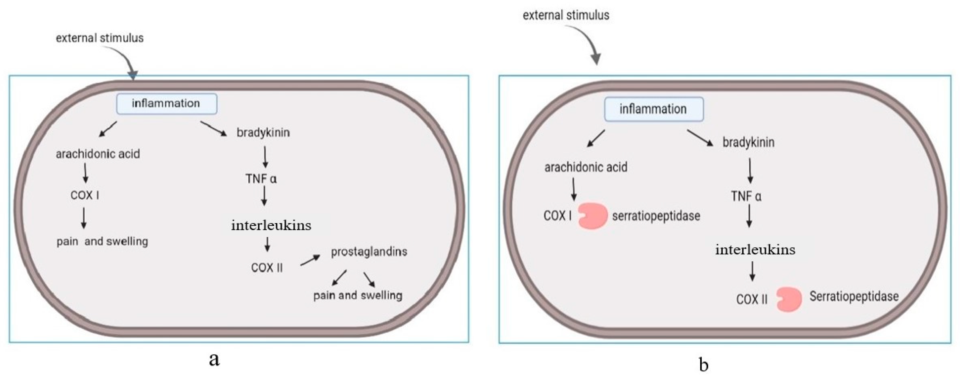 Biomolecules 12 01468 g001
