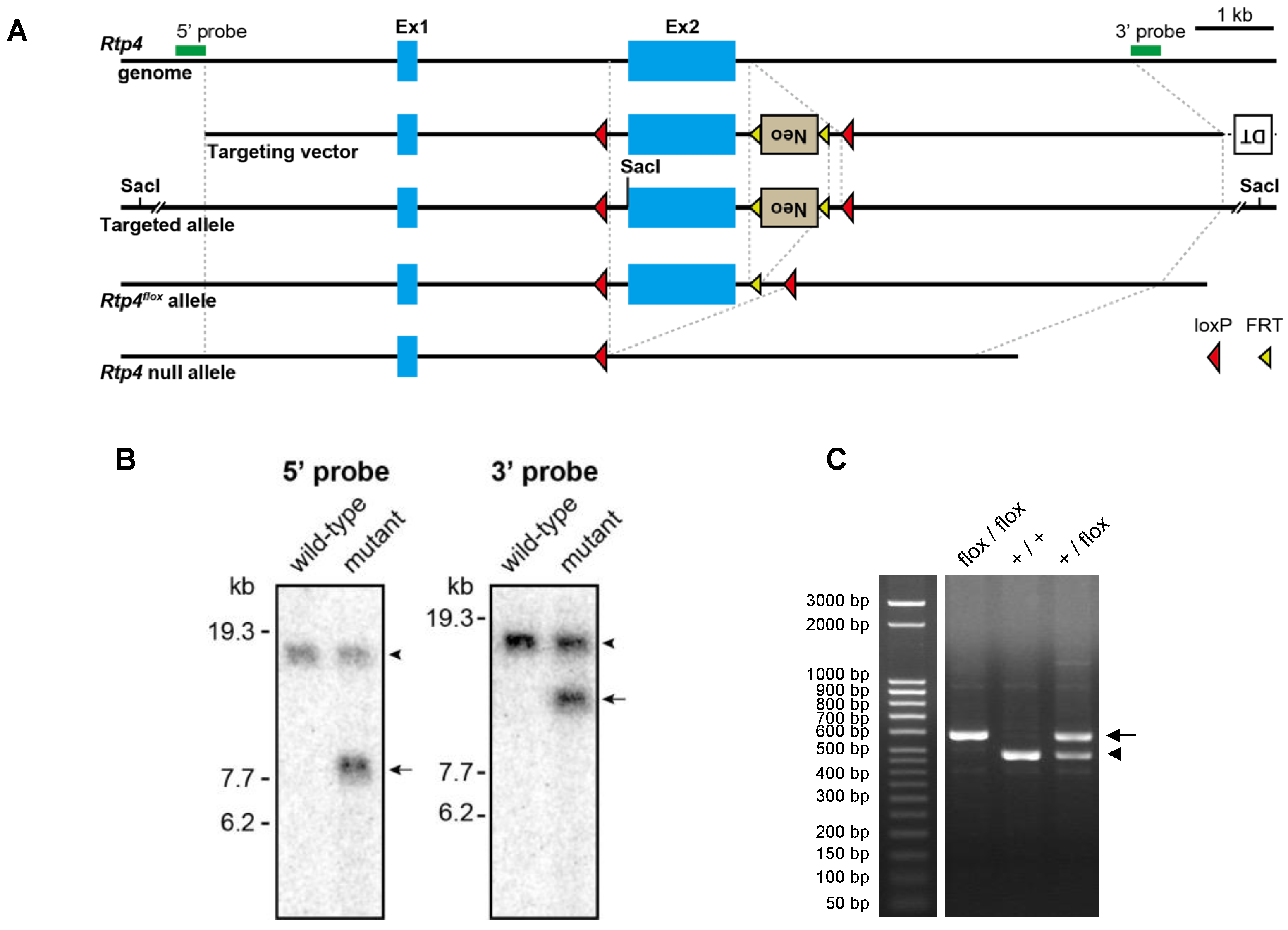 Biomolecules 12 01471 g001