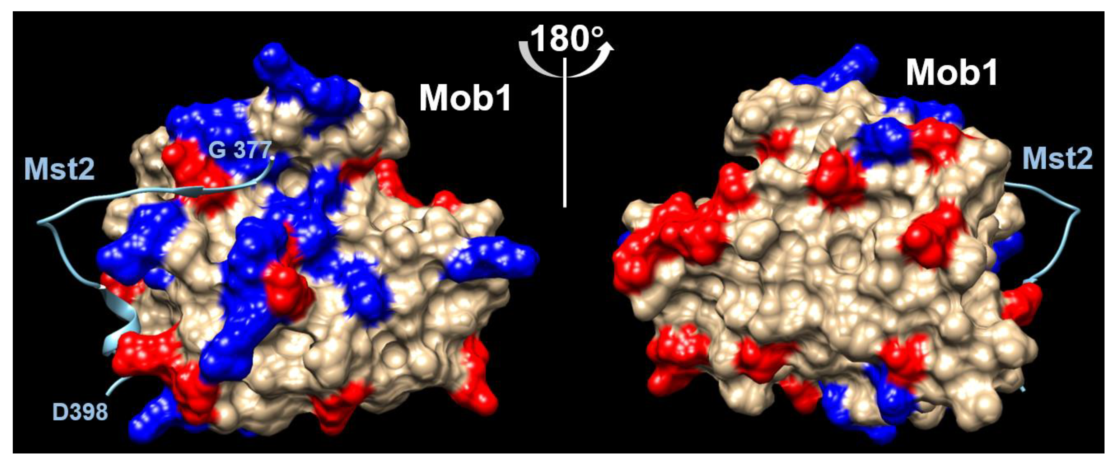 Biomolecules 12 01486 g005