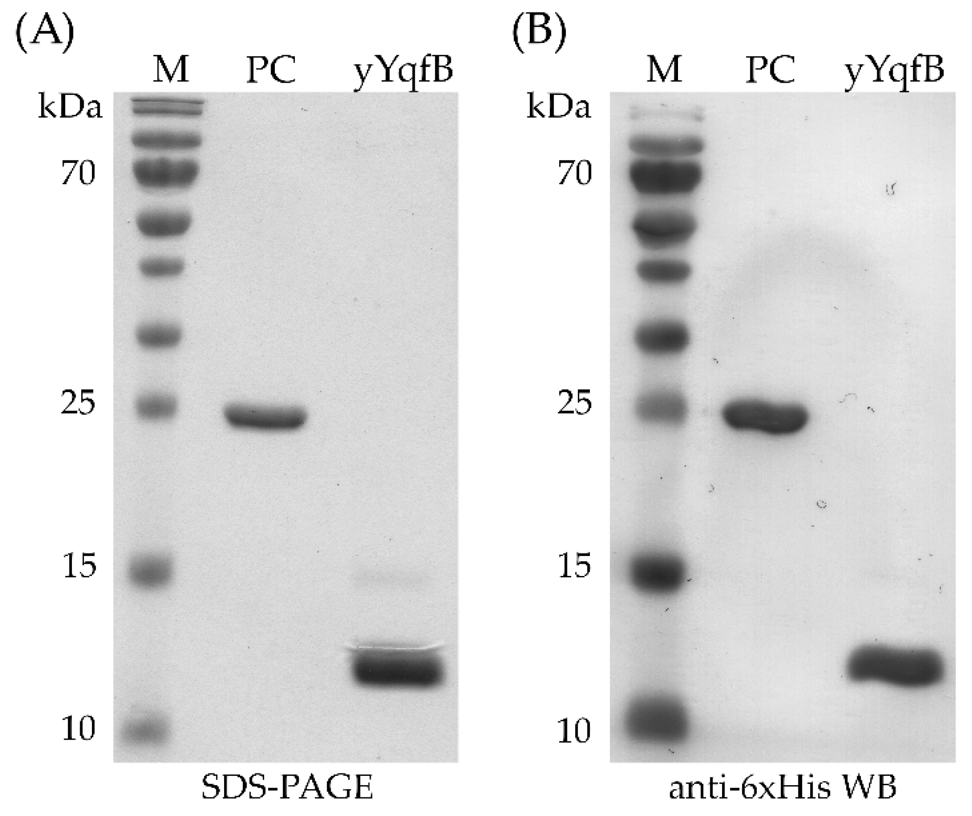 Biomolecules 12 01492 g003 Biomolecules 12 01492 g003