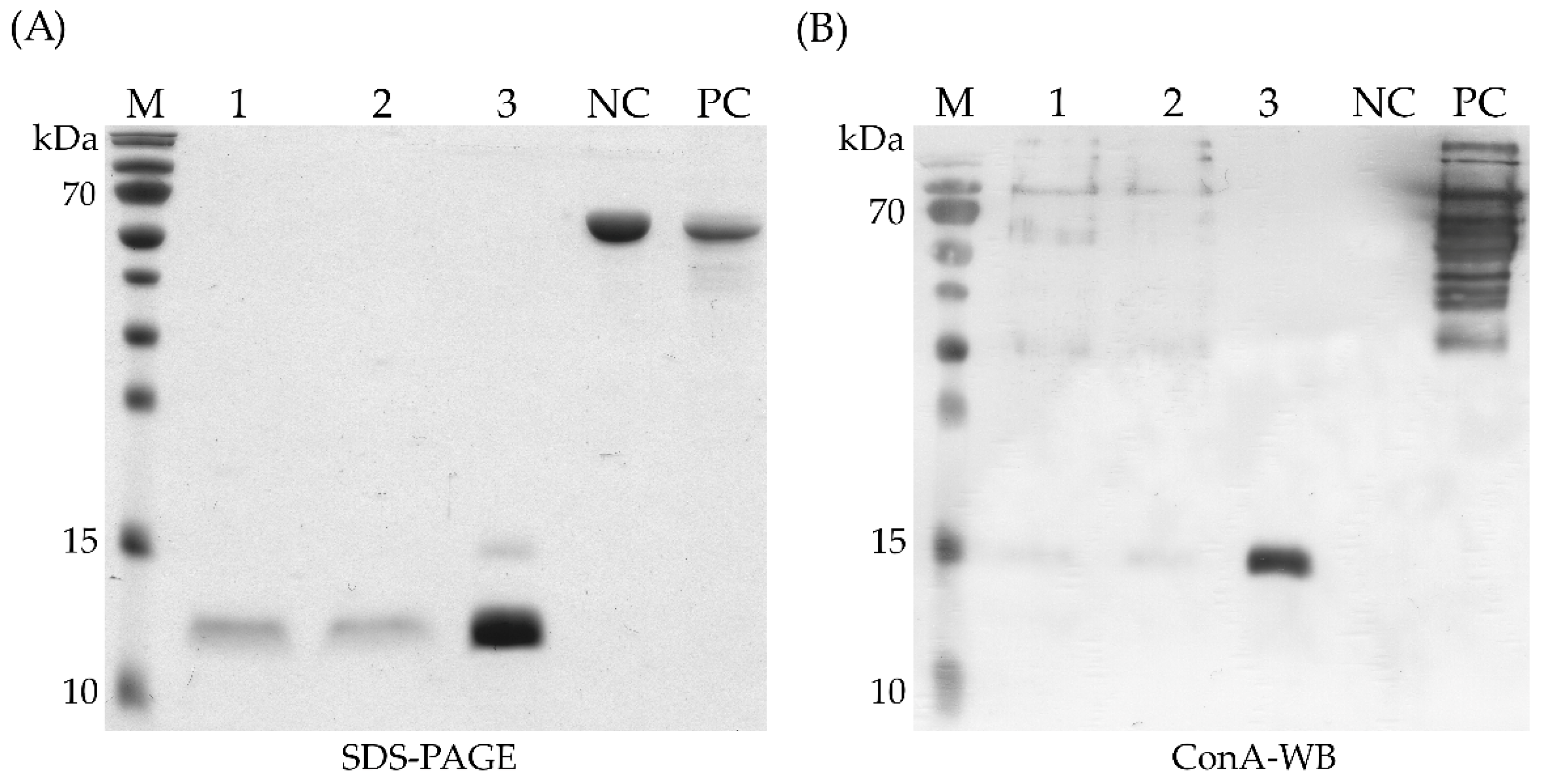 Biomolecules 12 01492 g004 Biomolecules 12 01492 g004