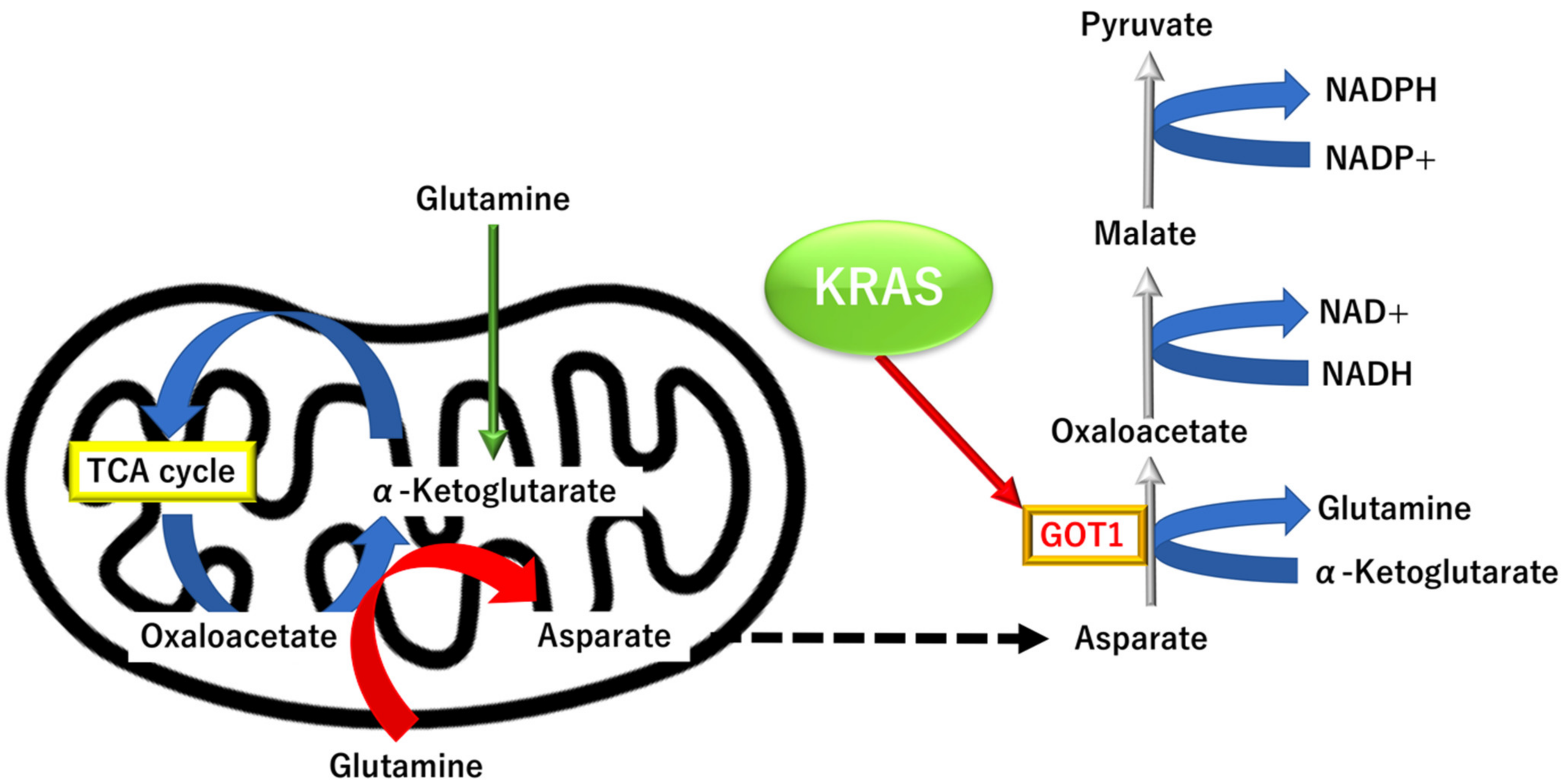 Biomolecules 12 01503 g005