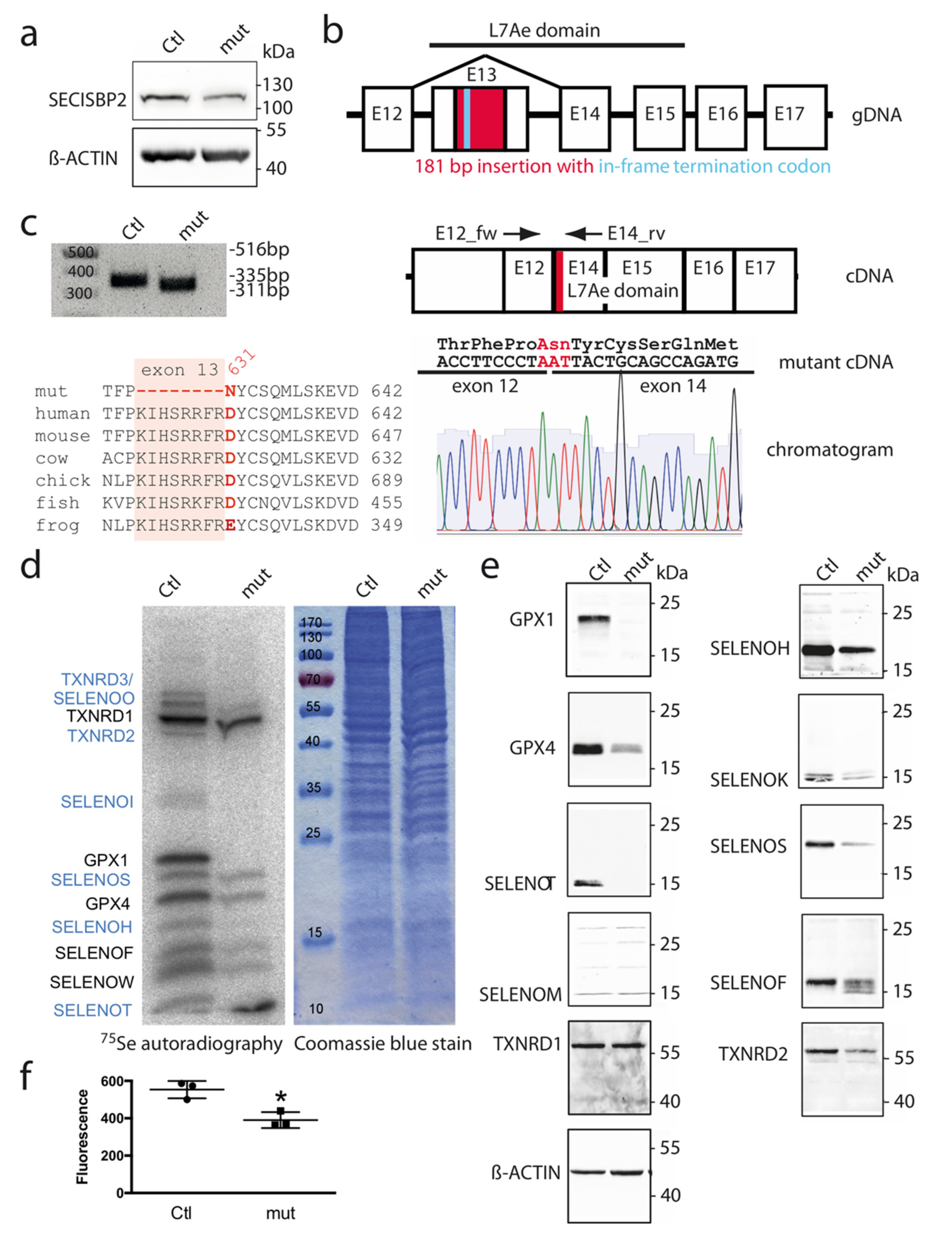 Biomolecules 12 01504 g001 Biomolecules 12 01504 g001