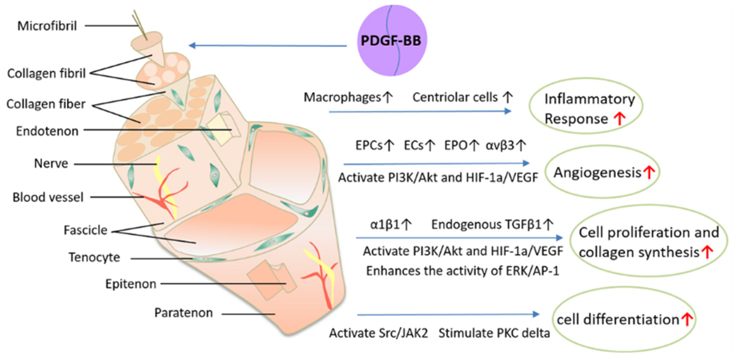 Biomolecules 12 01518 g004