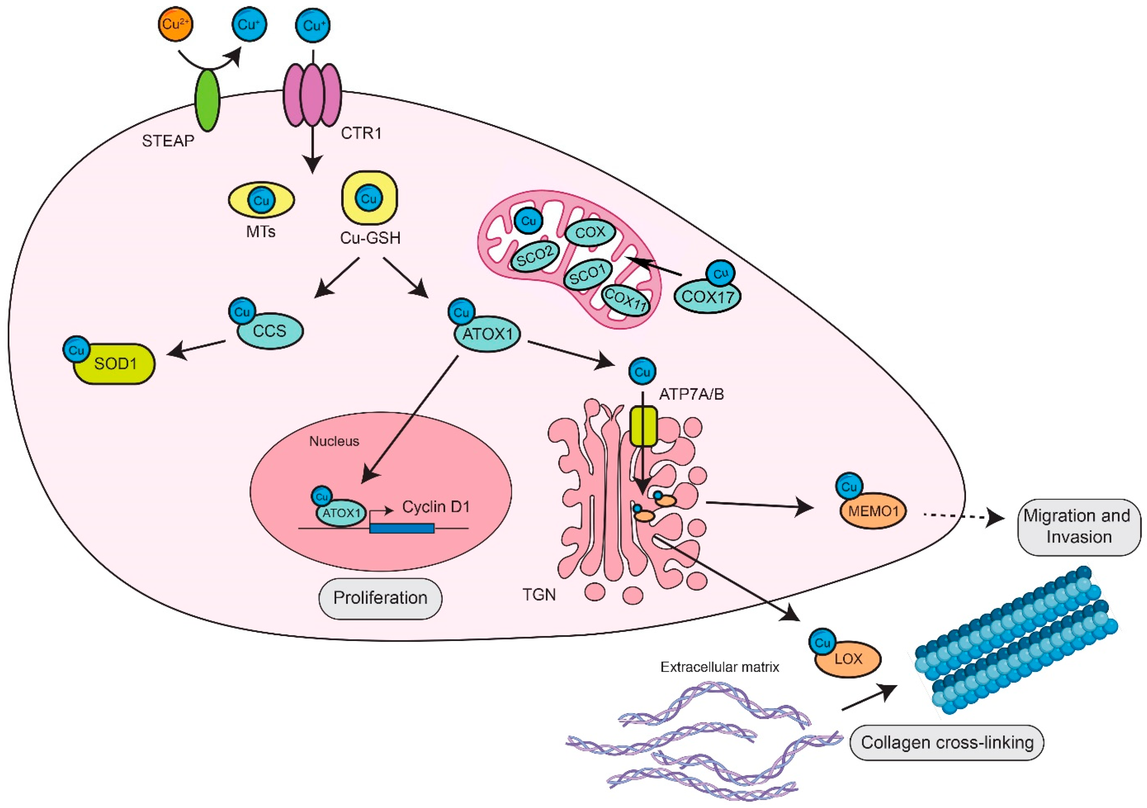 Biomolecules 12 01520 g001