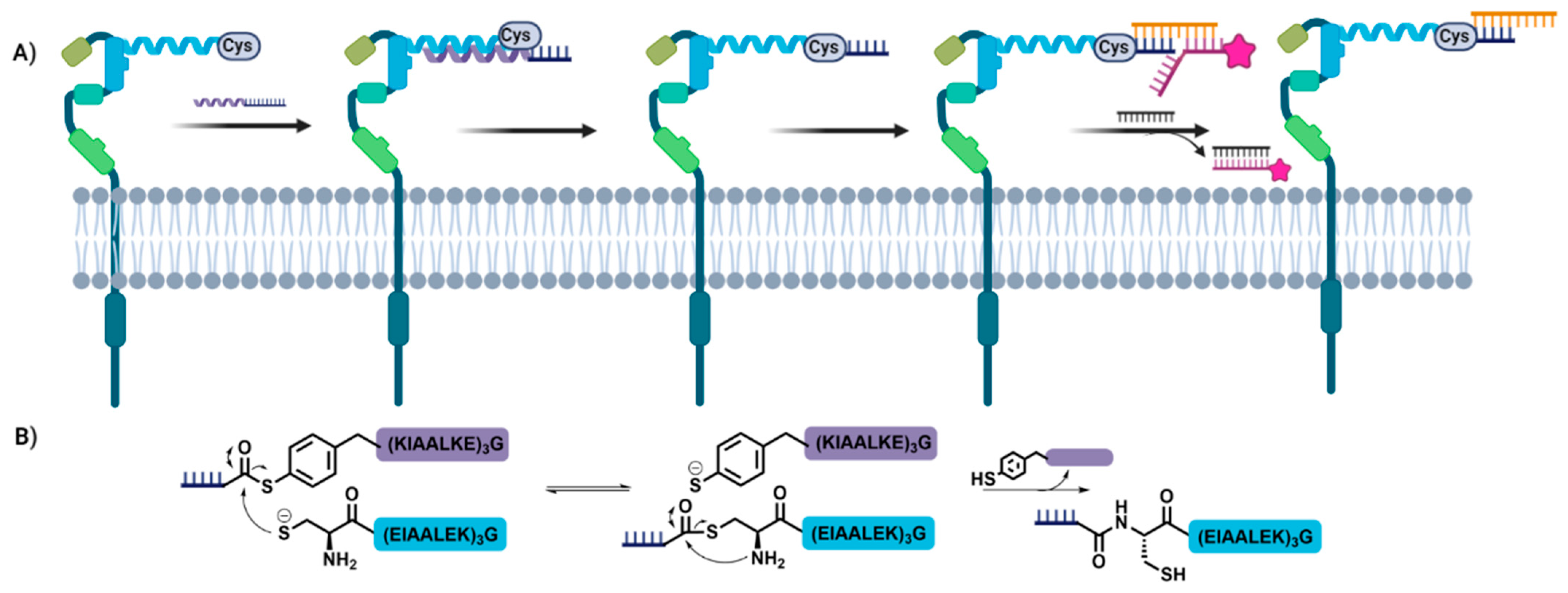 Biomolecules 12 01523 g006