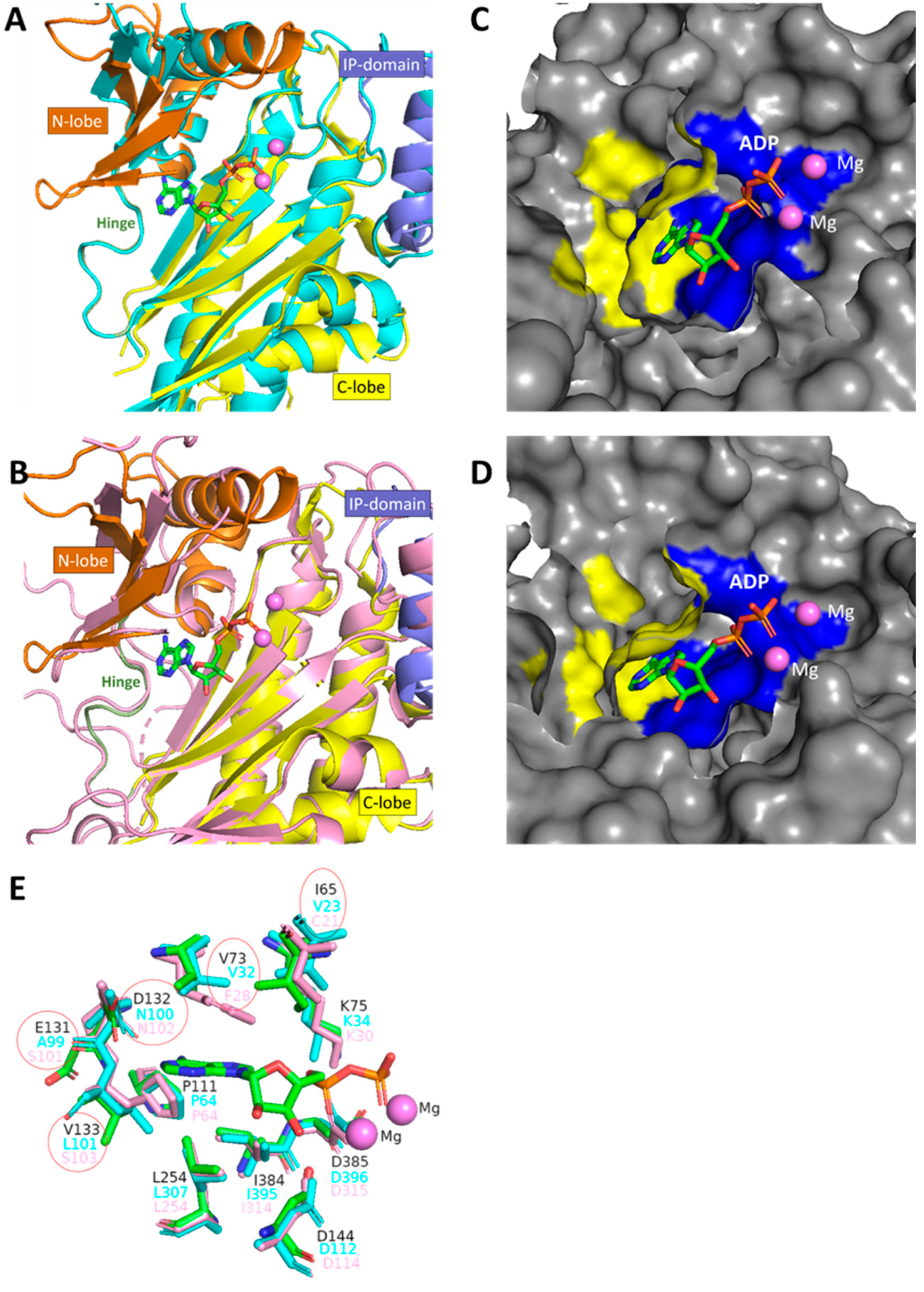 Biomolecules 12 01526 g005 Biomolecules 12 01526 g005
