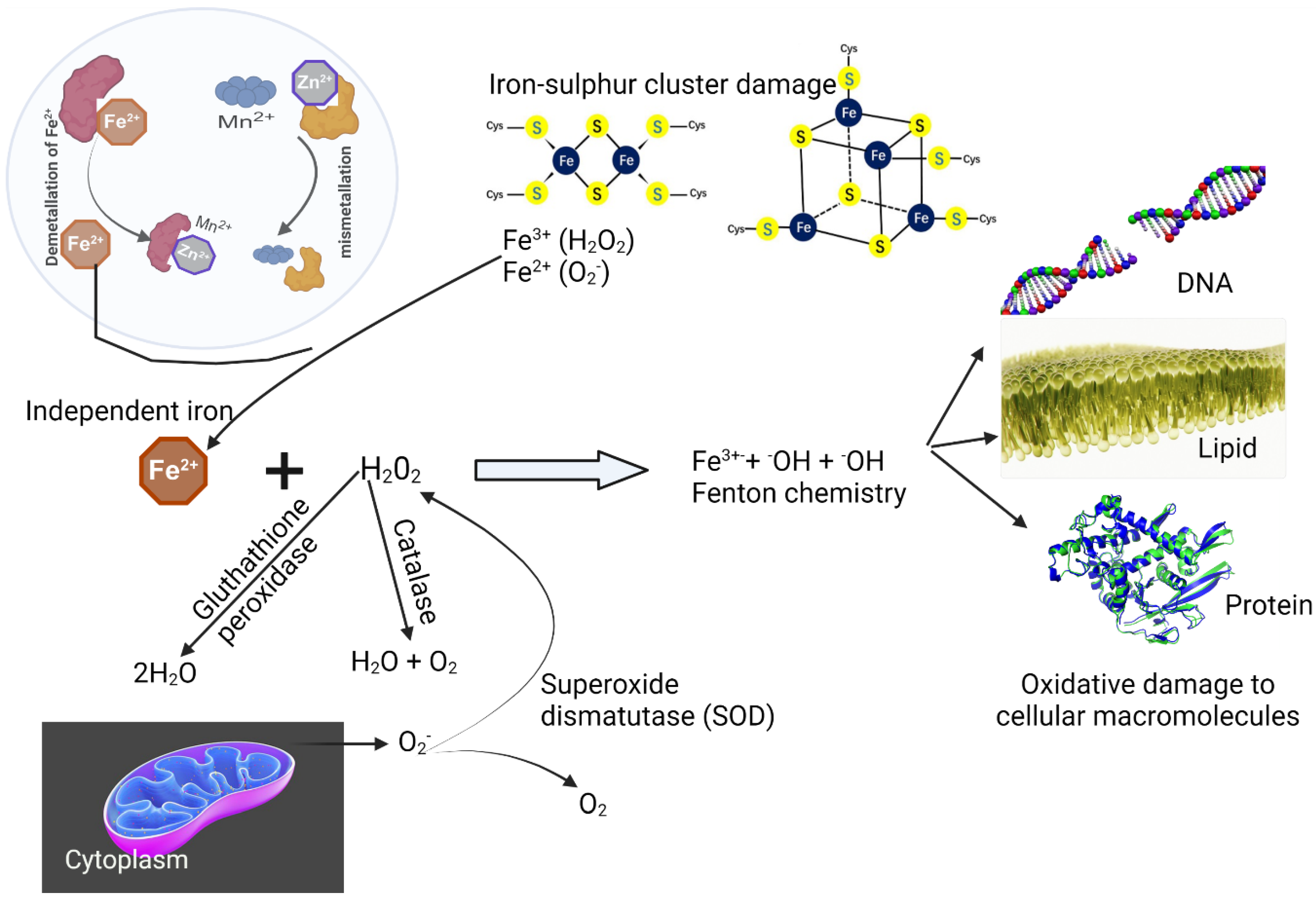 Biomolecules 12 01545 g003