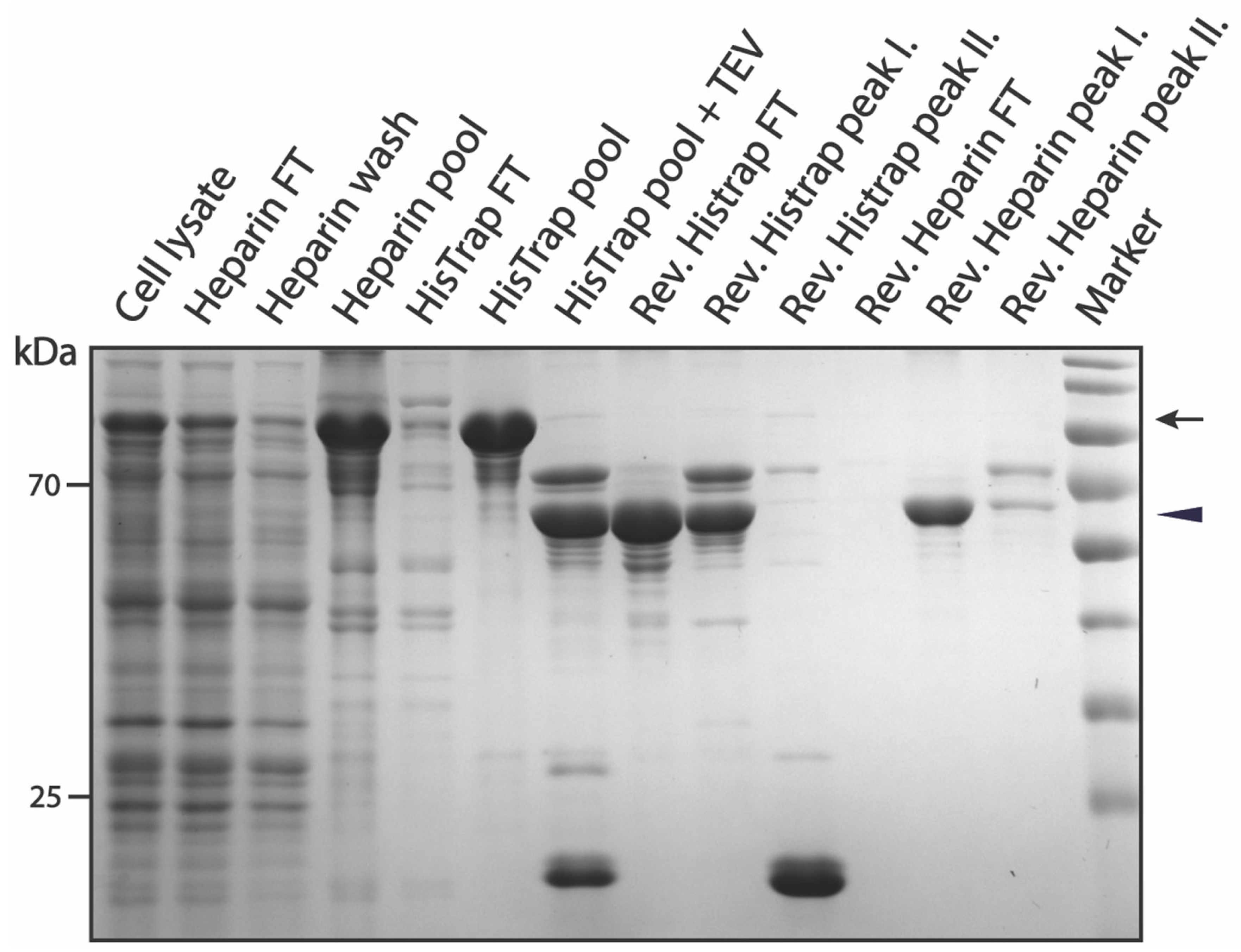 Biomolecules 12 01566 g004 Biomolecules 12 01566 g004