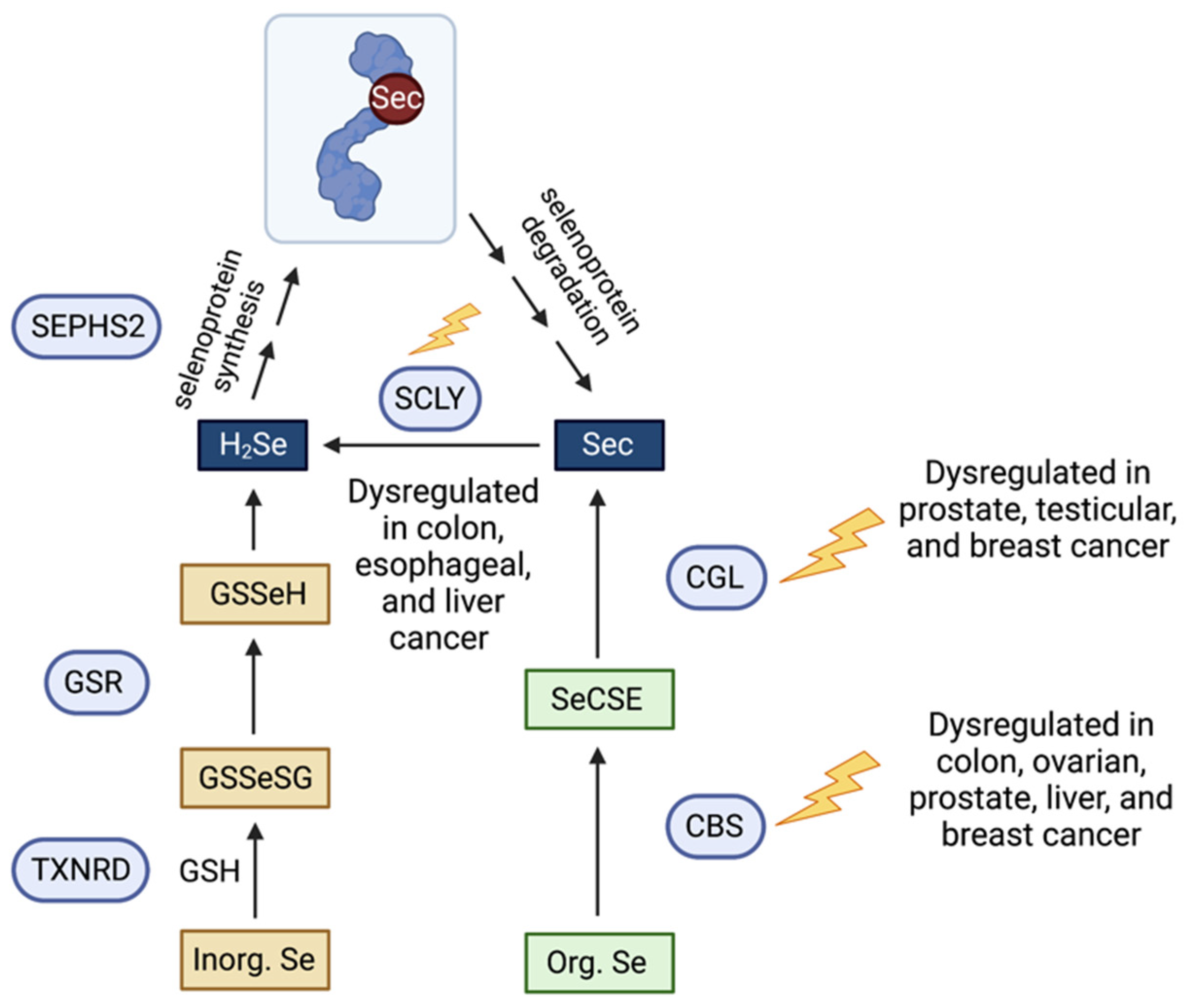 Biomolecules 12 01581 g001
