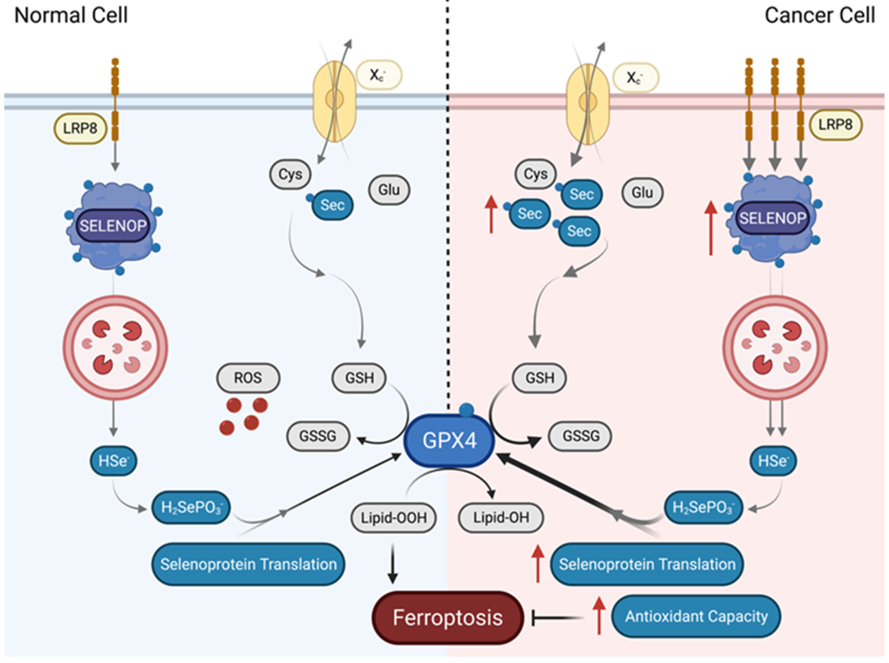Biomolecules 12 01581 g002