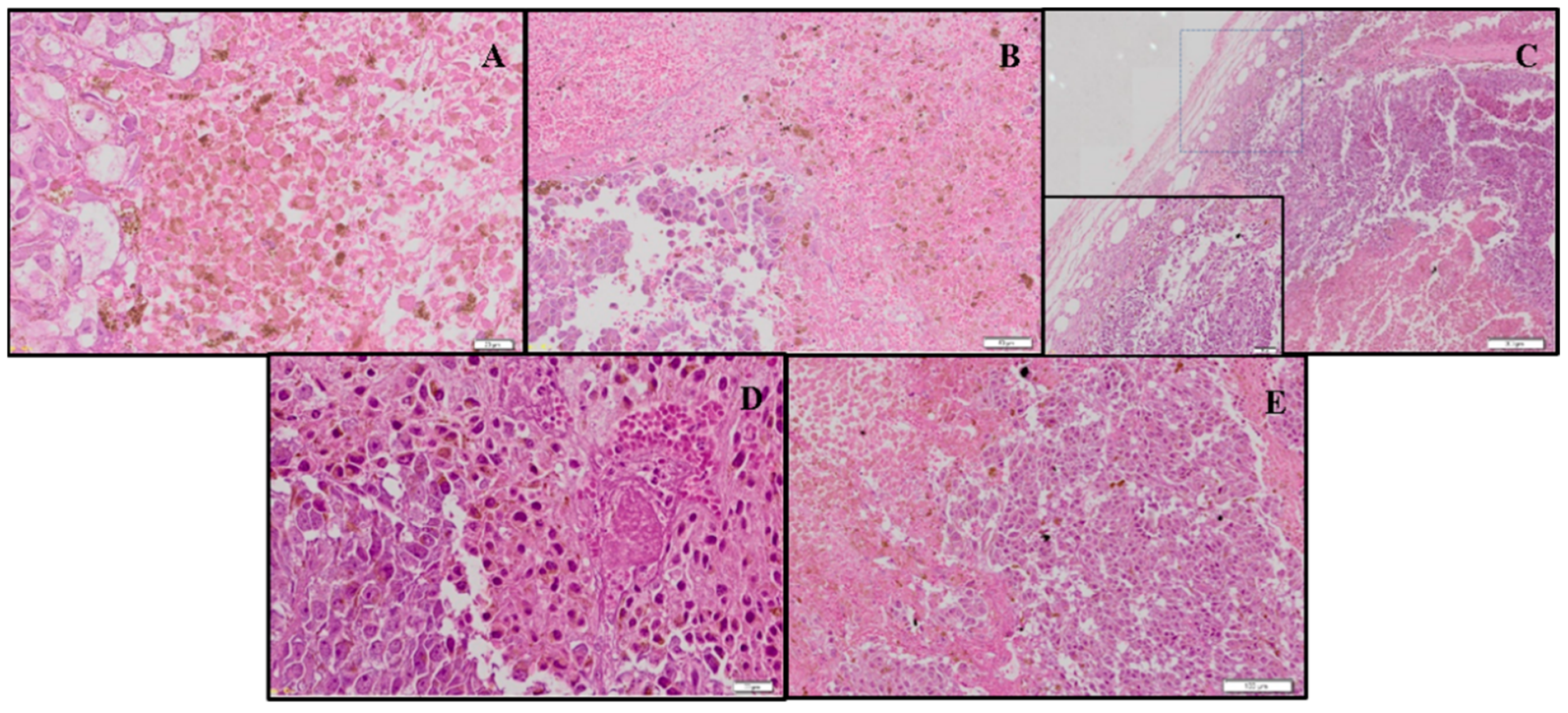 Biomolecules 12 01600 g013 Biomolecules 12 01600 g013