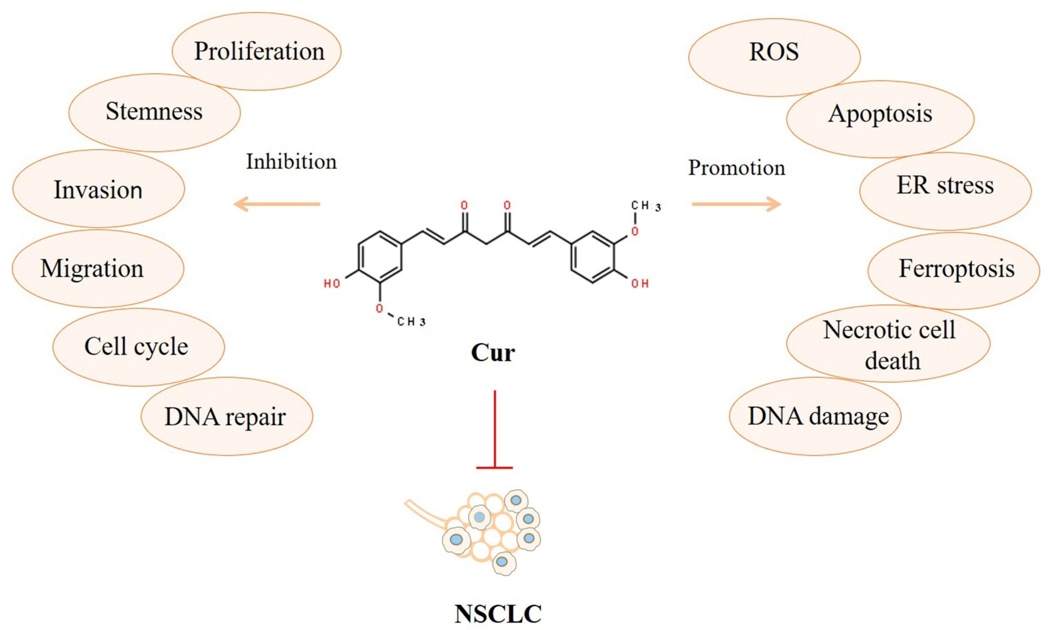Biomolecules 12 01636 g001