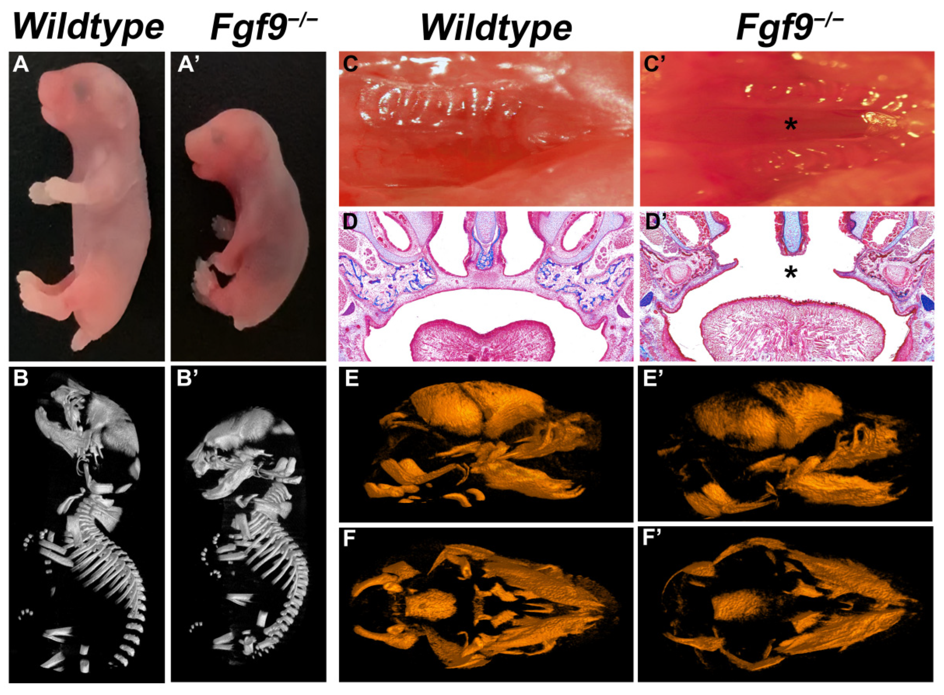 Biomolecules 12 01639 g001 Biomolecules 12 01639 g001