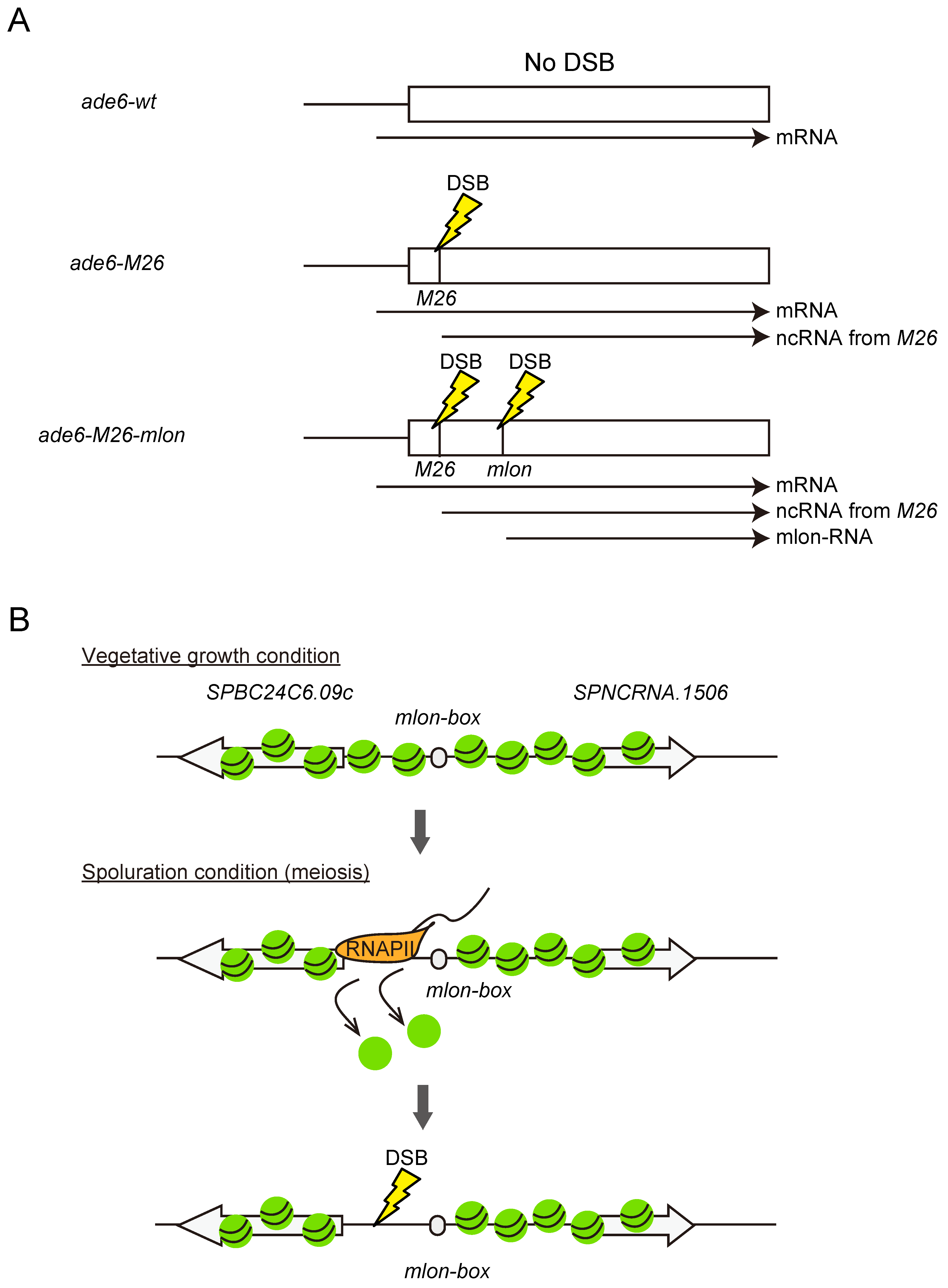 Biomolecules 12 01642 g004