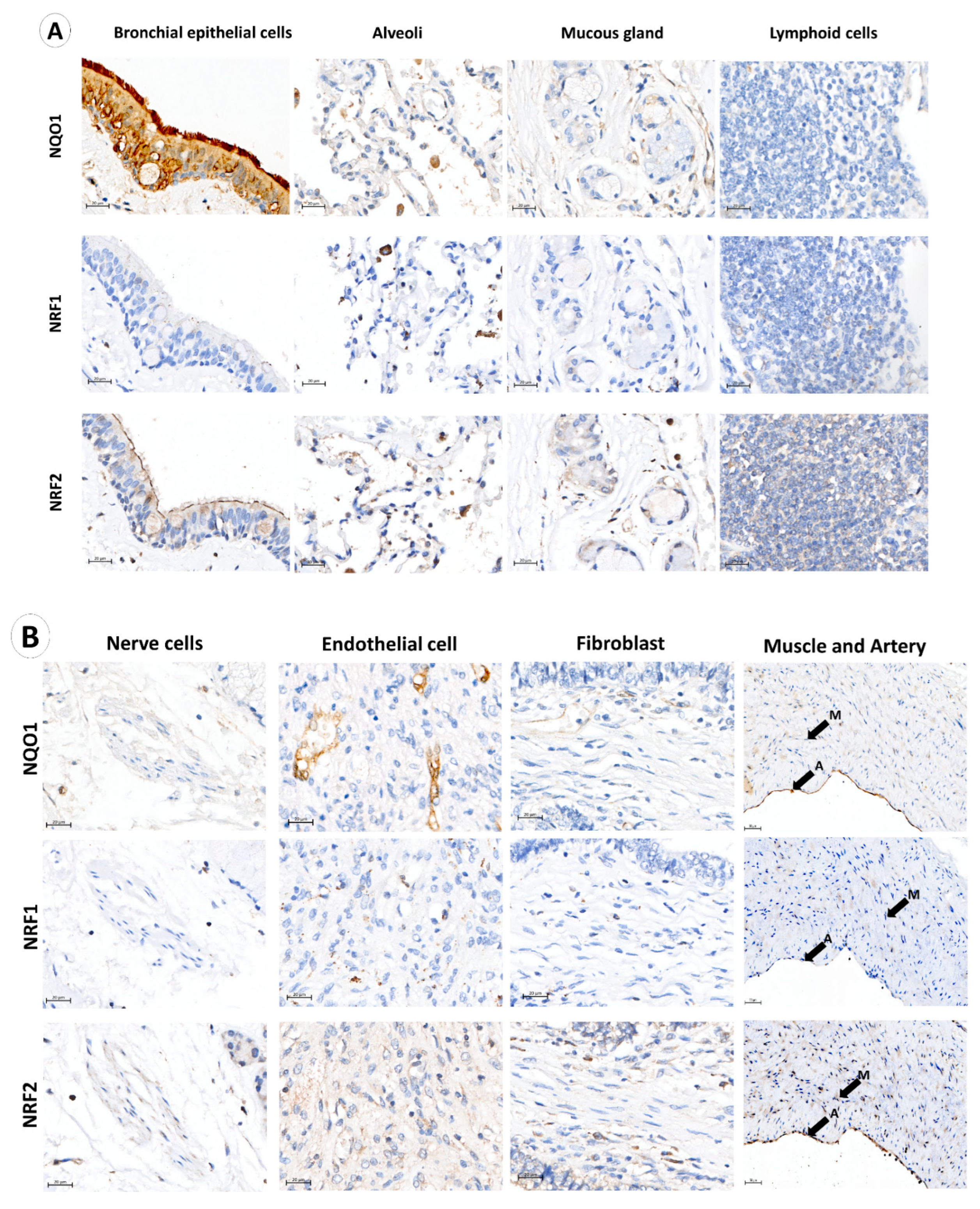 Biomolecules 12 01652 g001a