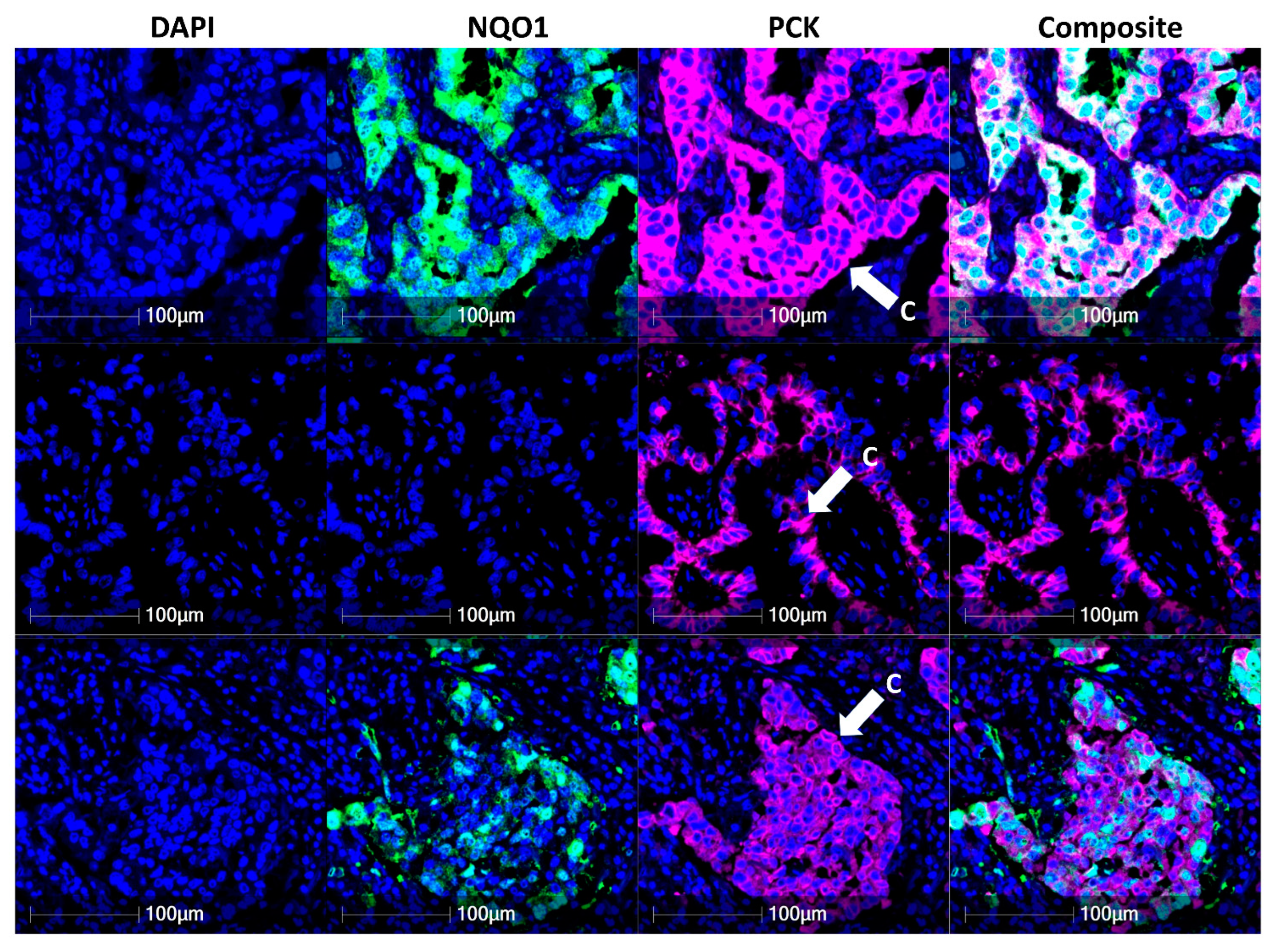 Biomolecules 12 01652 g002