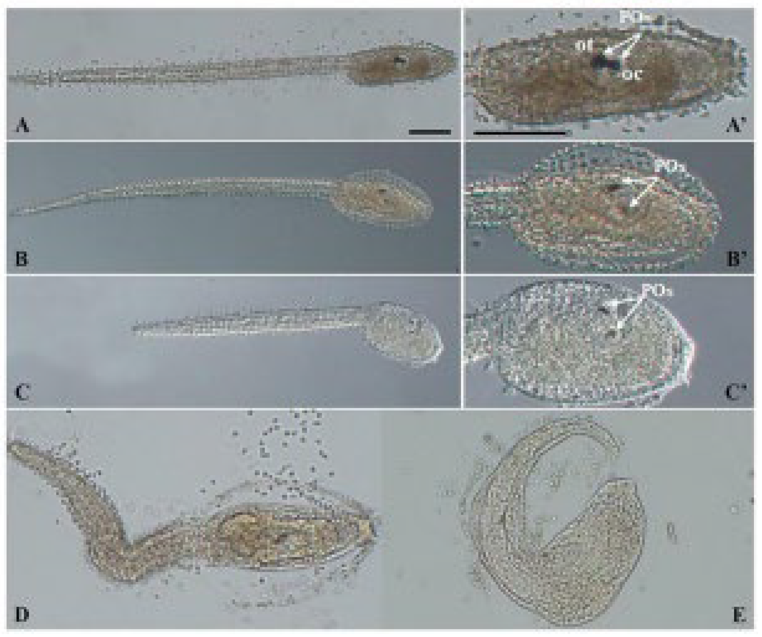 Biomolecules 12 01661 g002