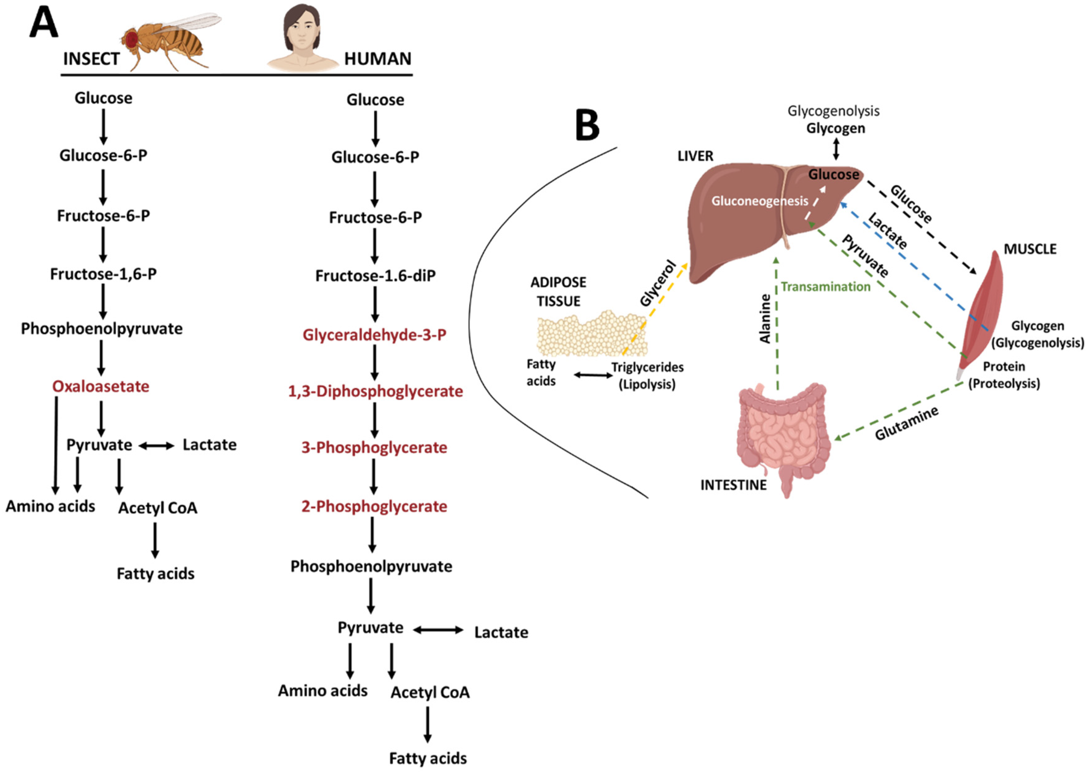 Biomolecules 12 01668 g003 Biomolecules 12 01668 g003