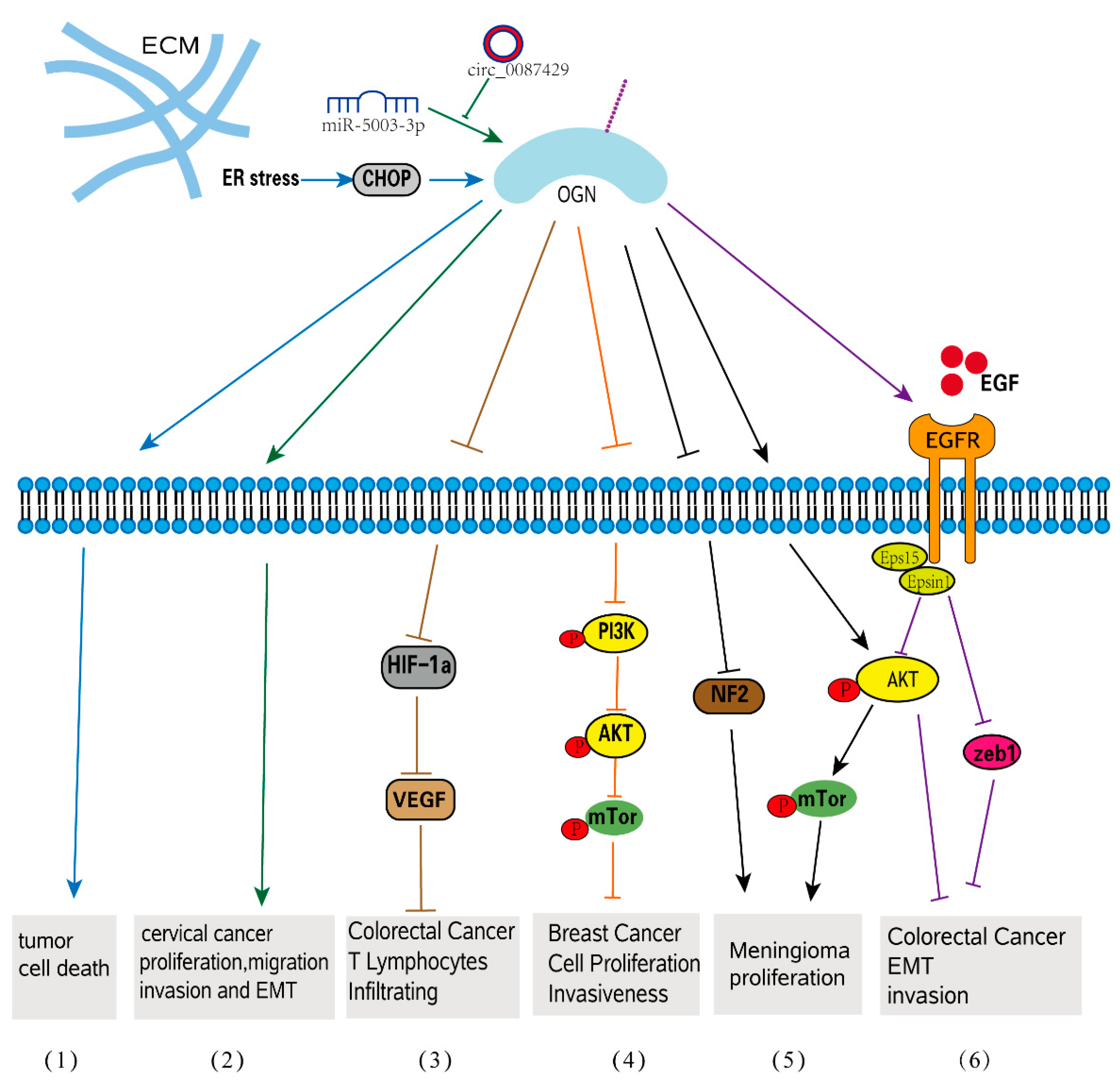 Biomolecules 12 01674 g003 Biomolecules 12 01674 g003