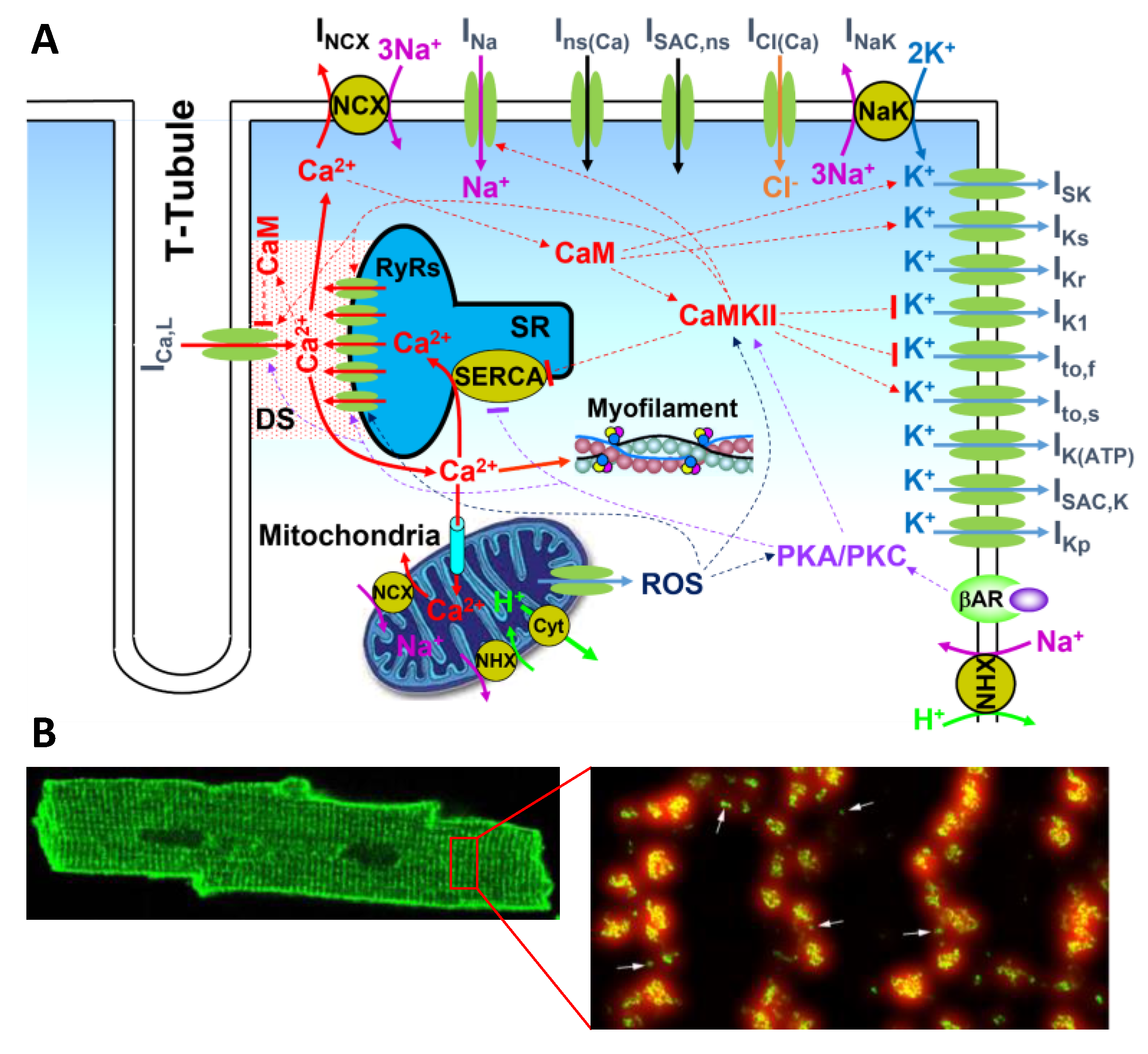 Biomolecules 12 01686 g001