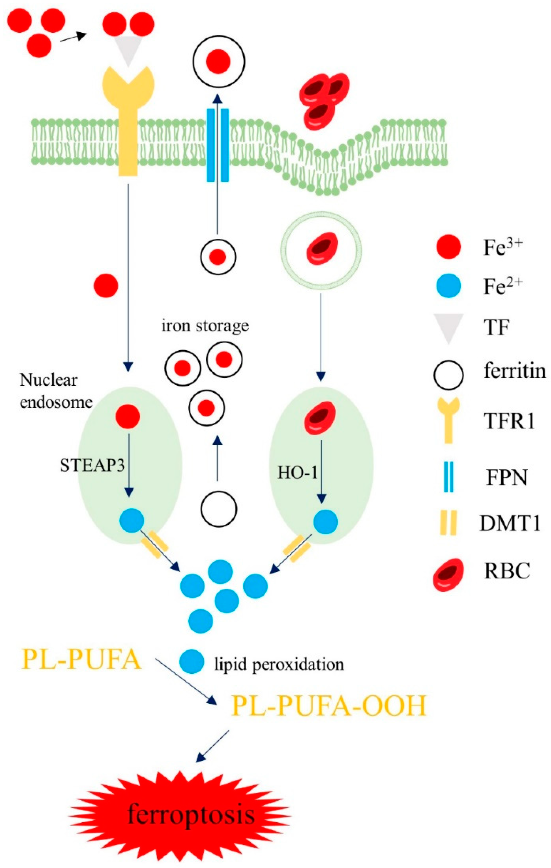 Biomolecules 12 01702 g002 Biomolecules 12 01702 g002
