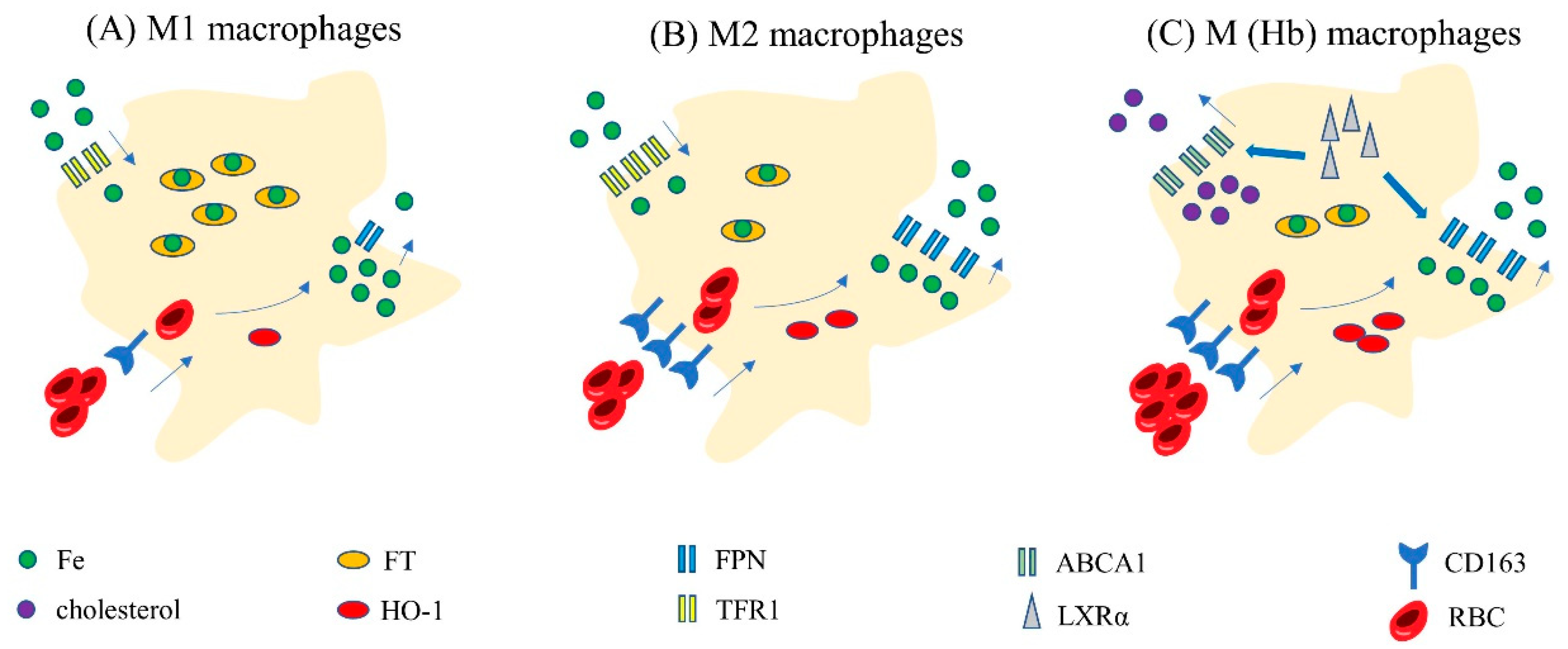 Biomolecules 12 01702 g003 Biomolecules 12 01702 g003