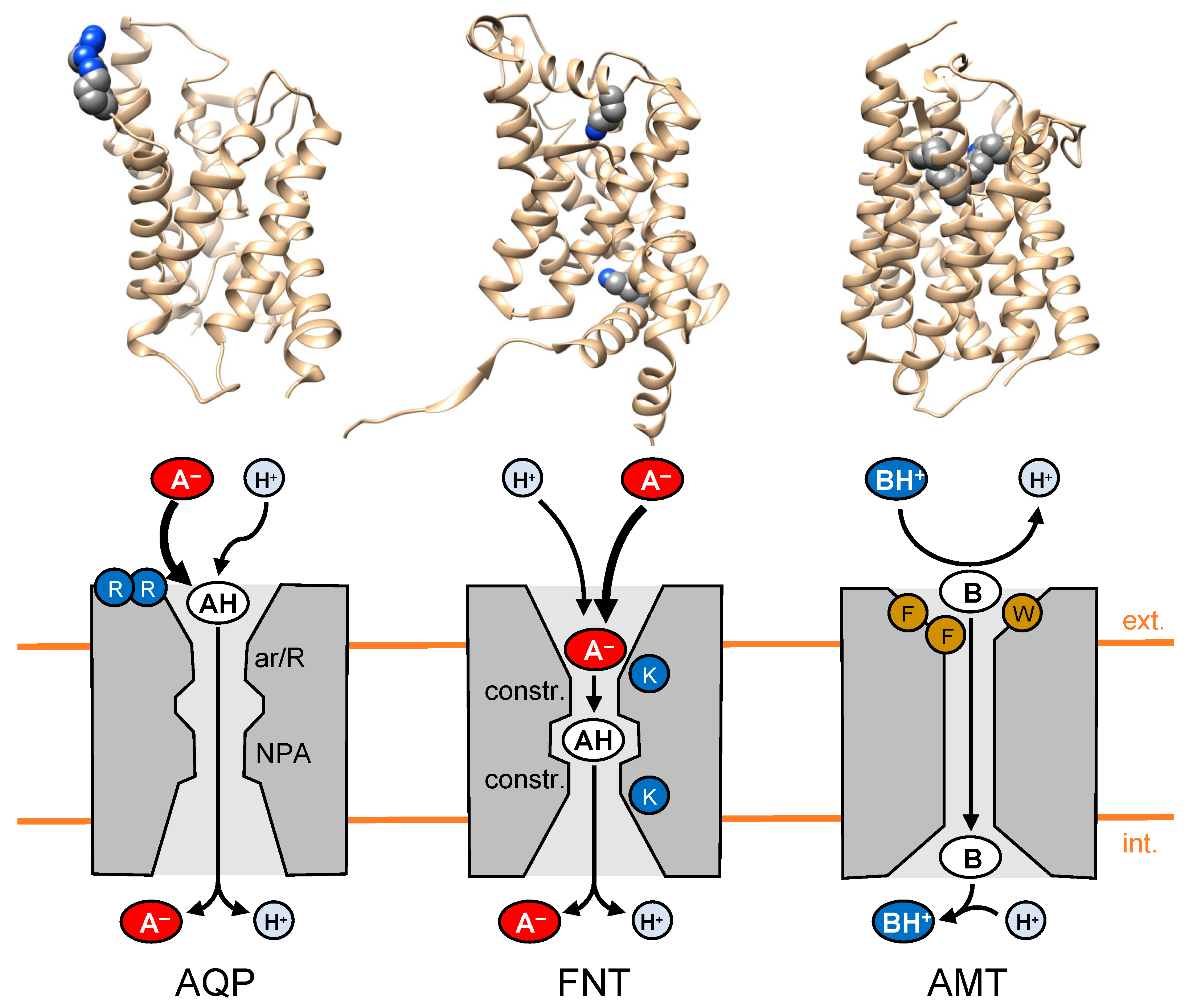 Biomolecules 12 01794 g001