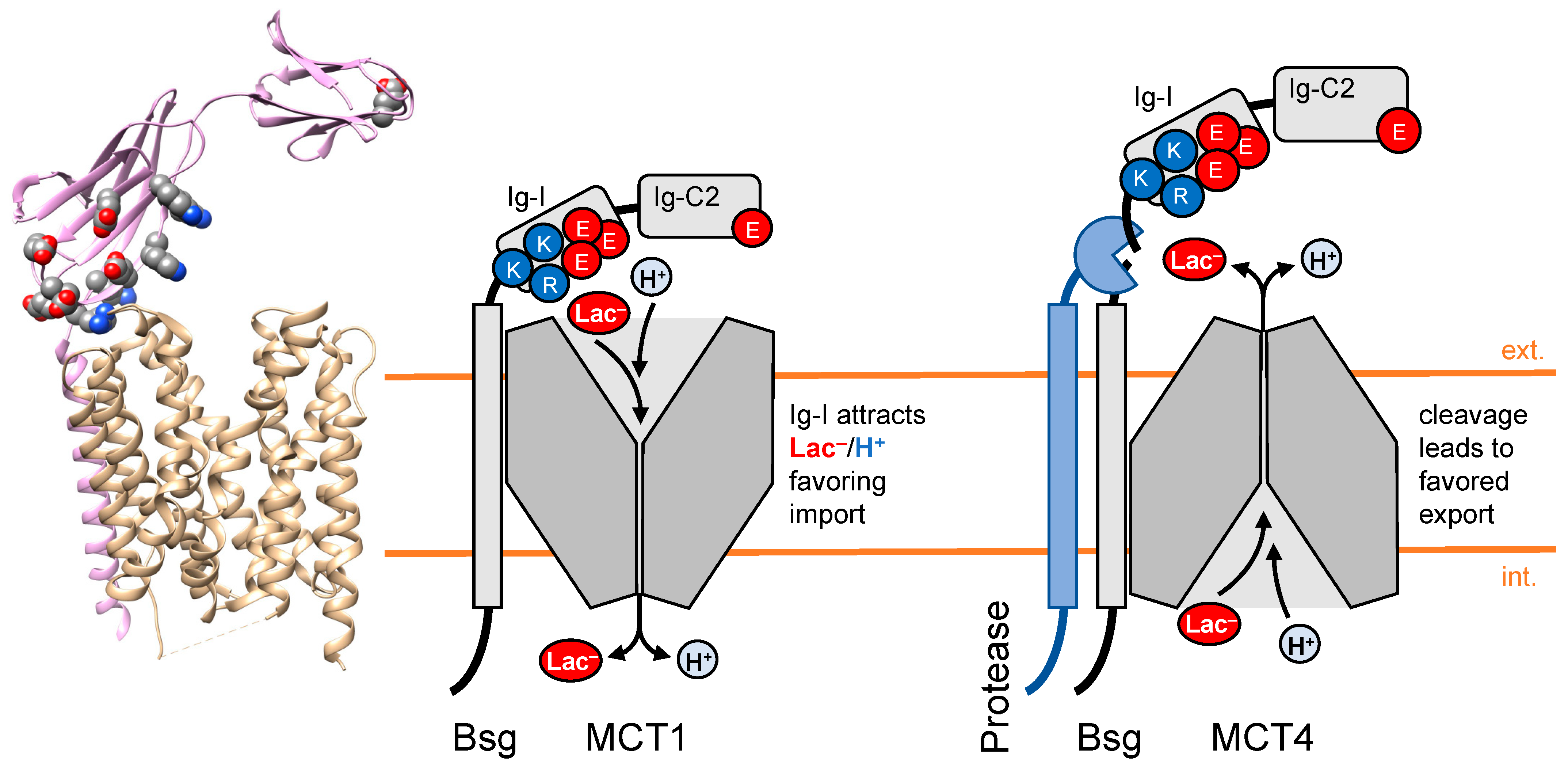 Biomolecules 12 01794 g002