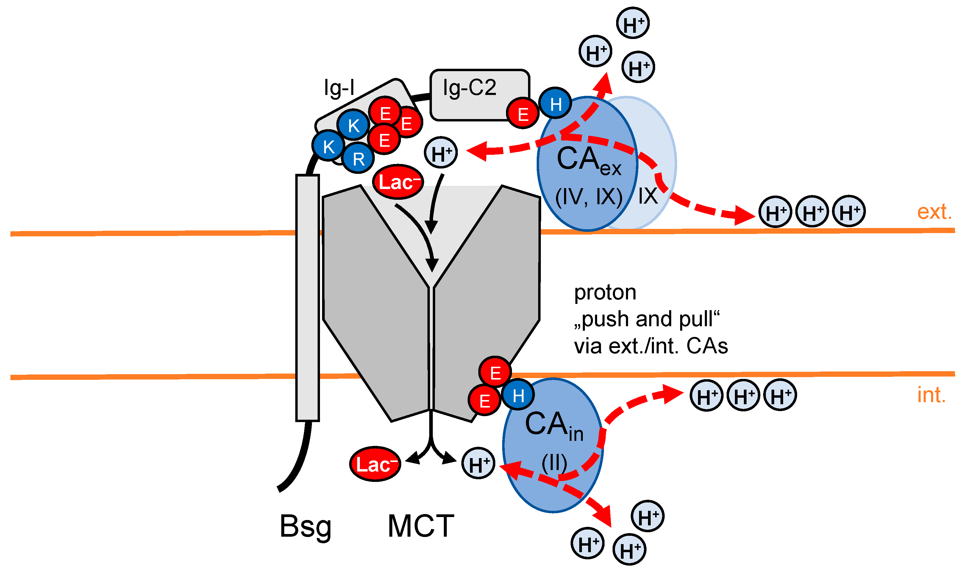 Biomolecules 12 01794 g003