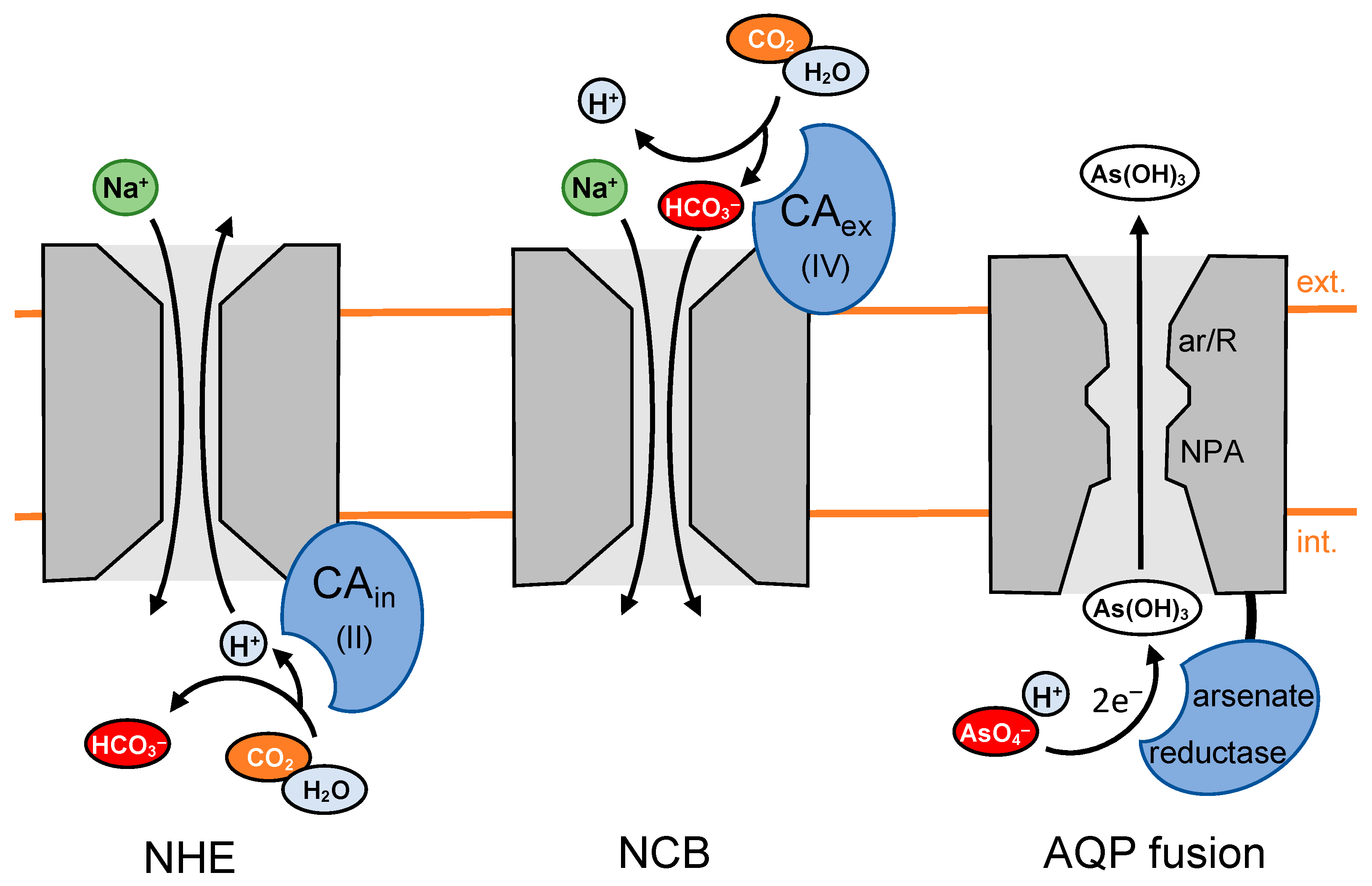 Biomolecules 12 01794 g004