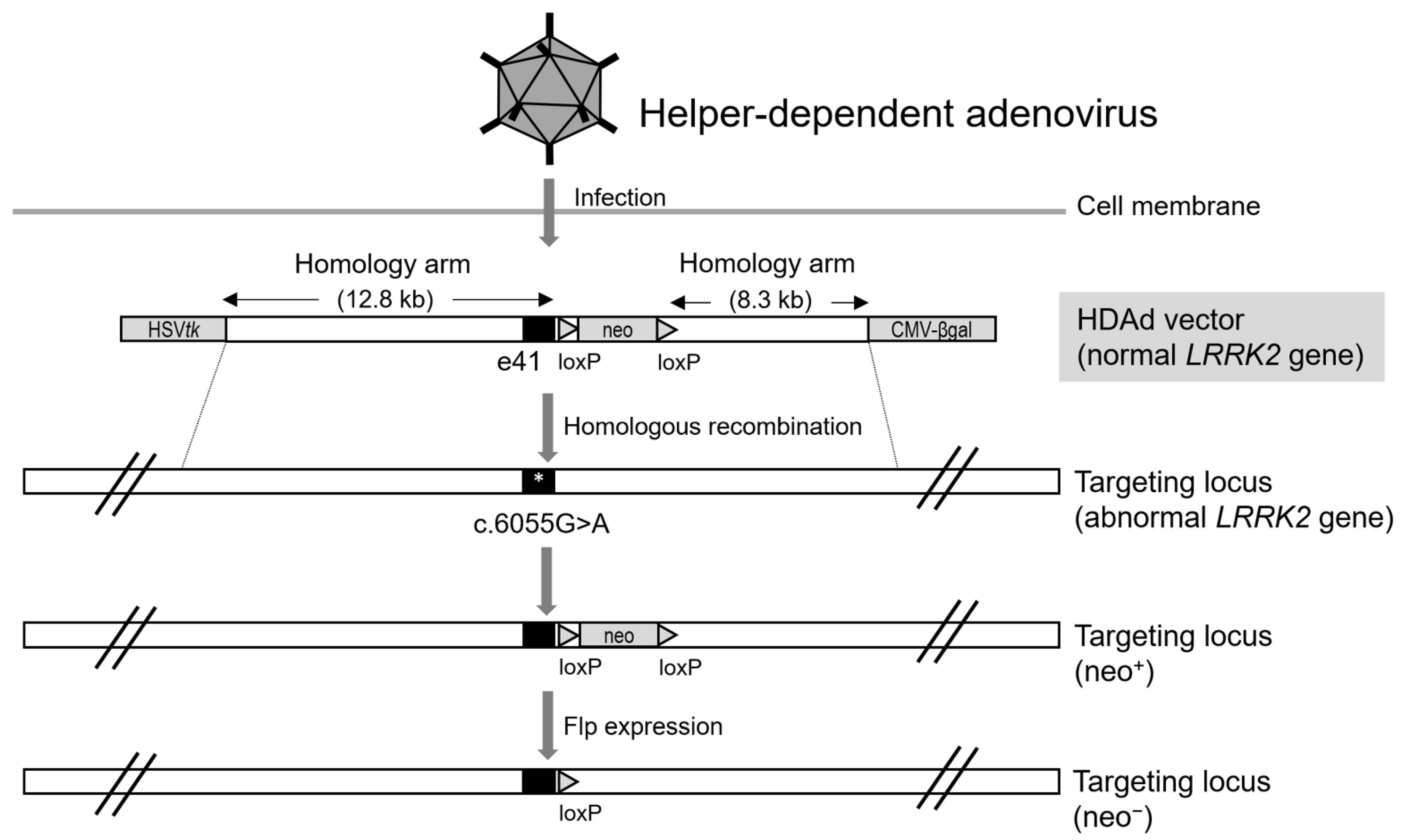 Biomolecules 12 01814 g003