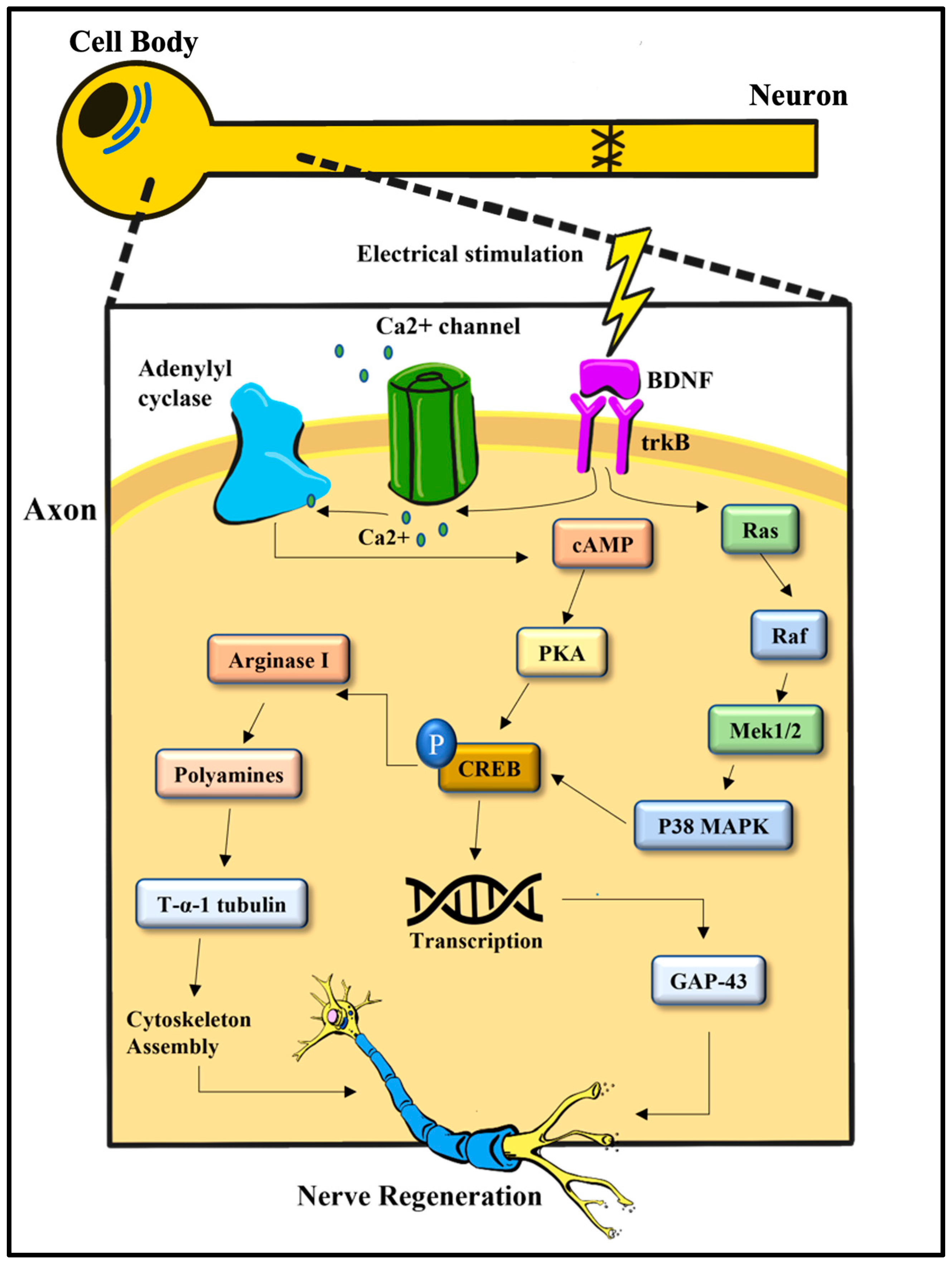 Biomolecules 12 01856 g002