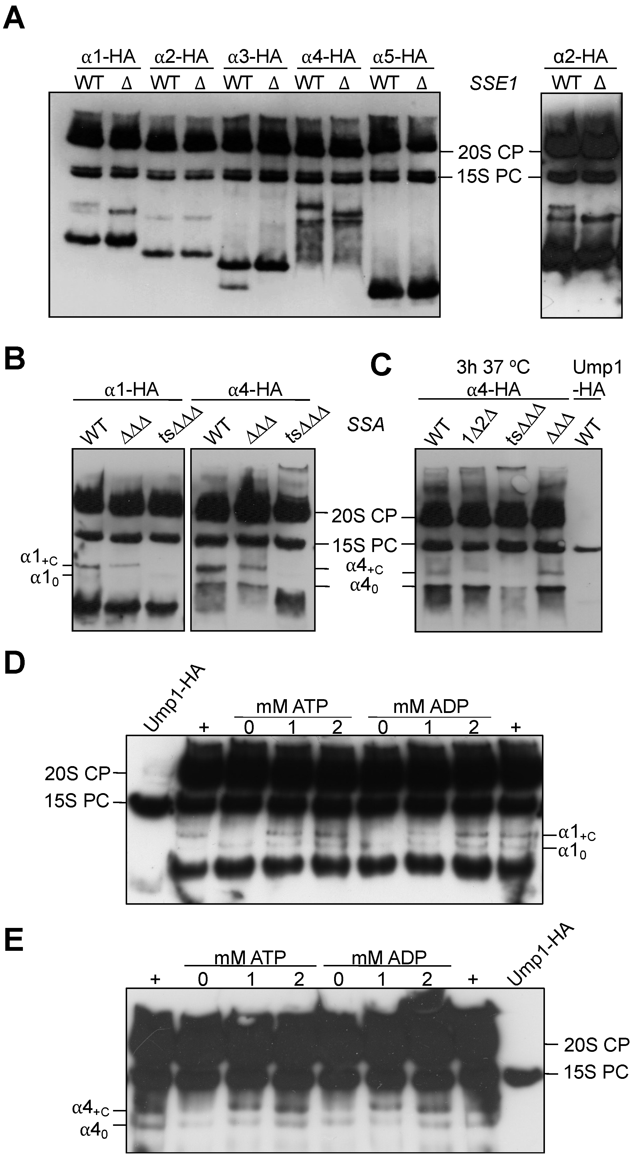 Biomolecules 13 00011 g004