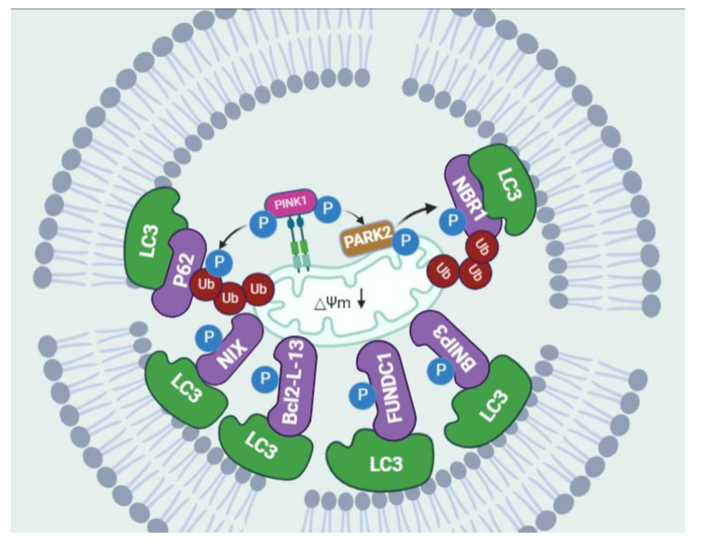 Biomolecules 13 00015 g002