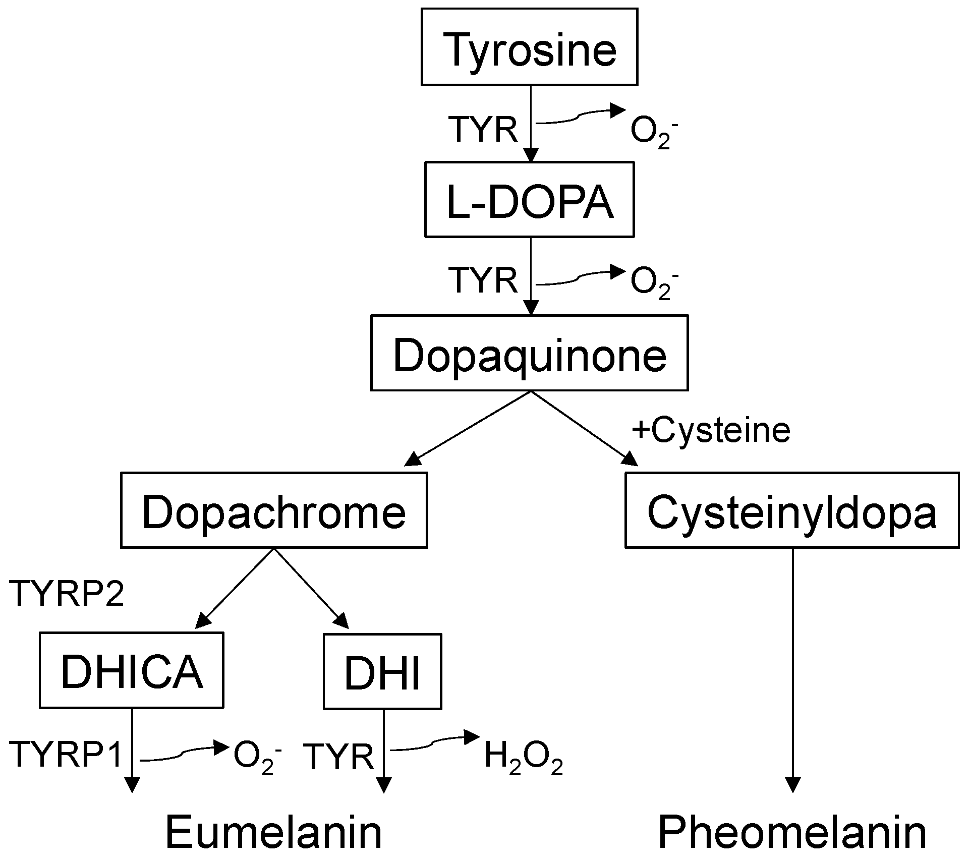 Biomolecules 13 00020 g001