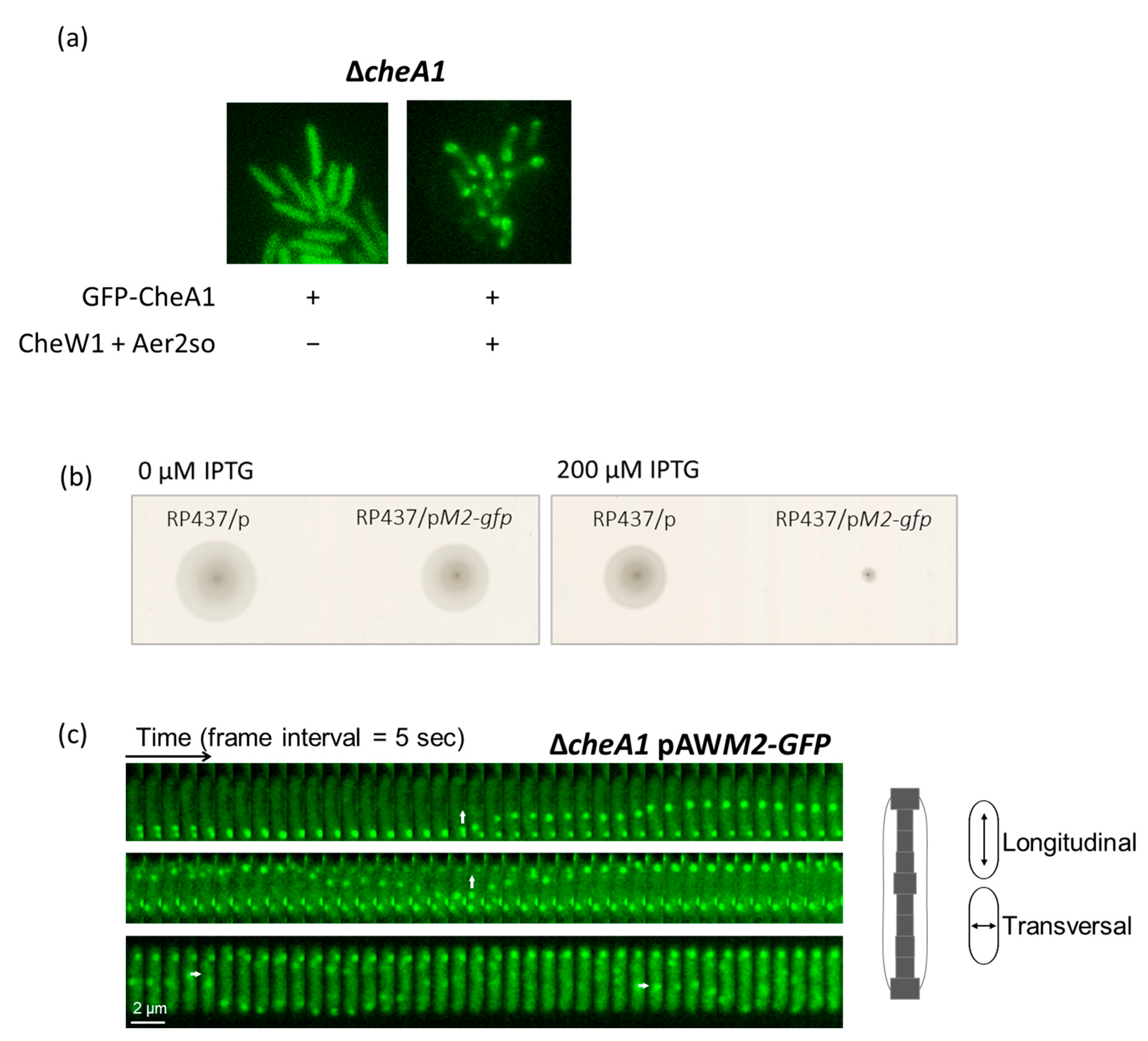 Biomolecules 13 00021 g004