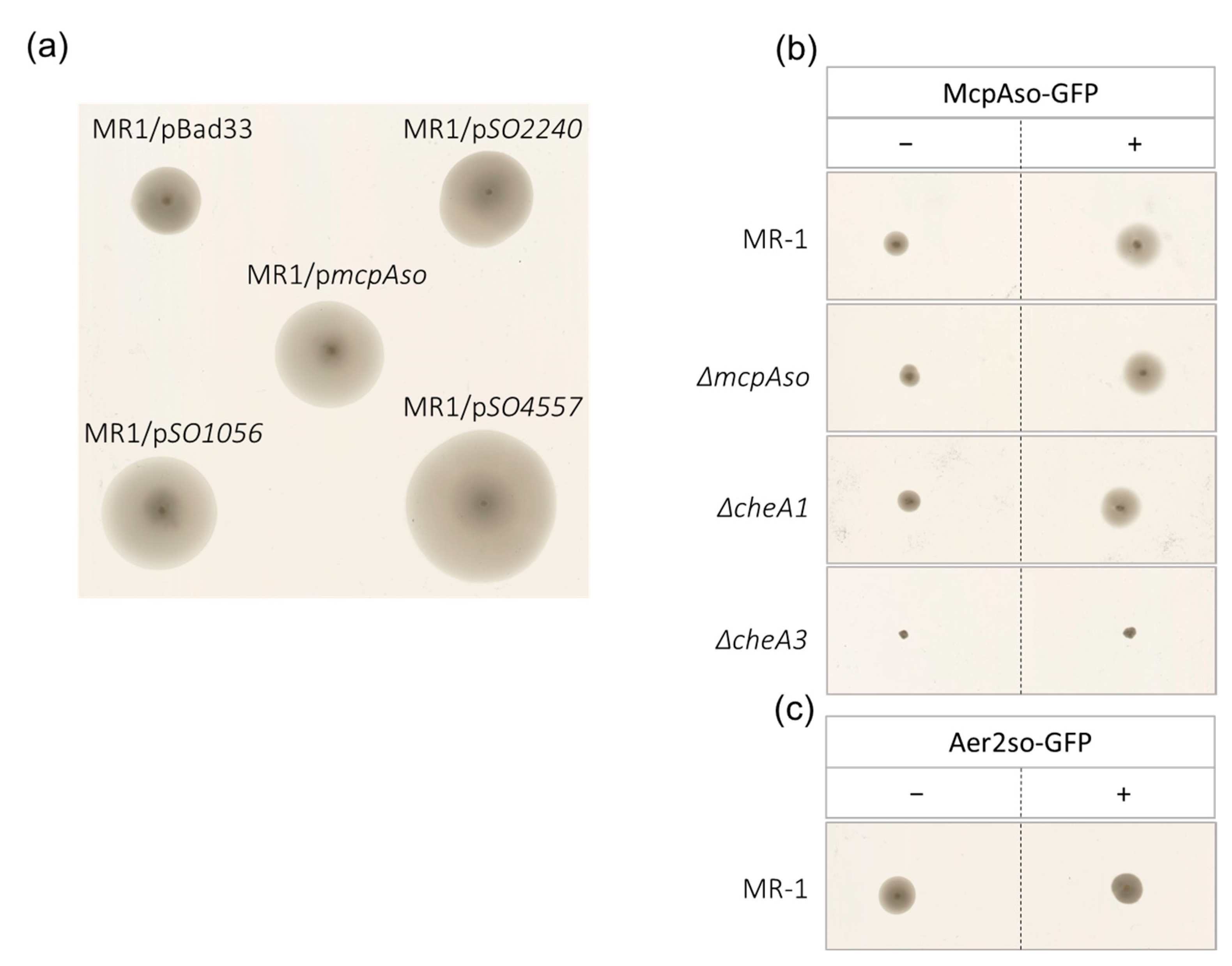 Biomolecules 13 00021 g005