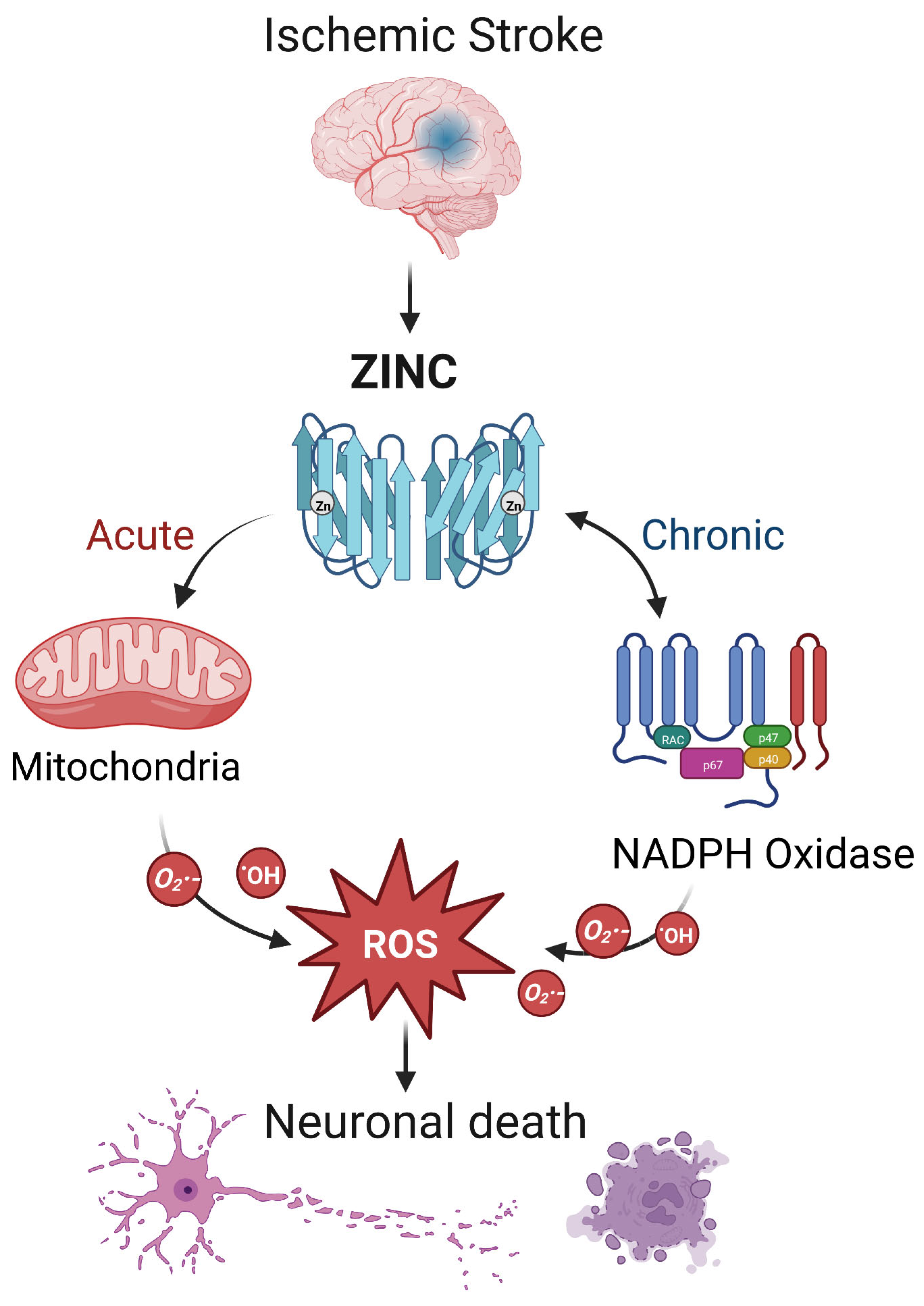 Biomolecules 13 00028 g002 Biomolecules 13 00028 g002