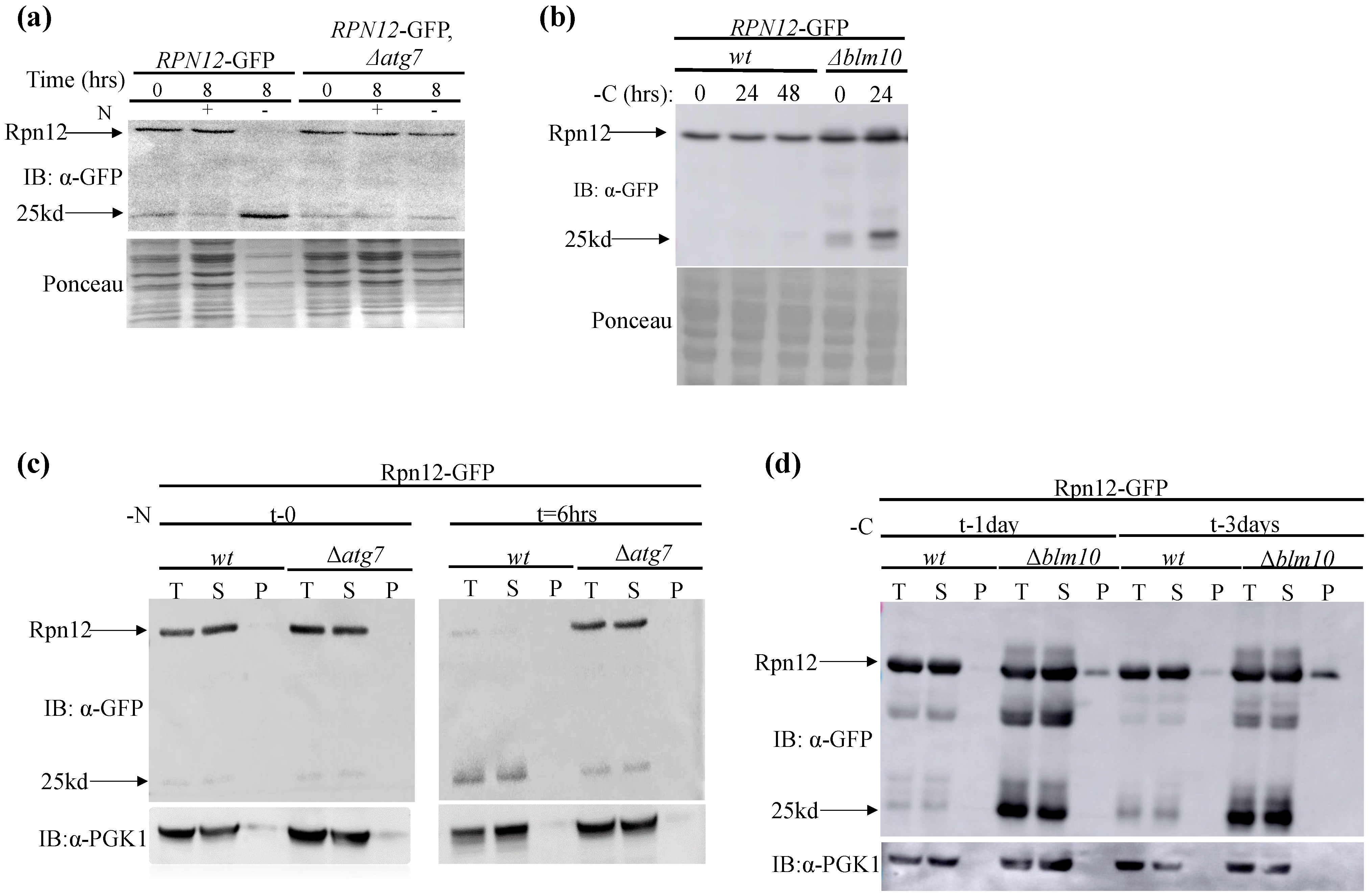 Biomolecules 13 00077 g001 Biomolecules 13 00077 g001