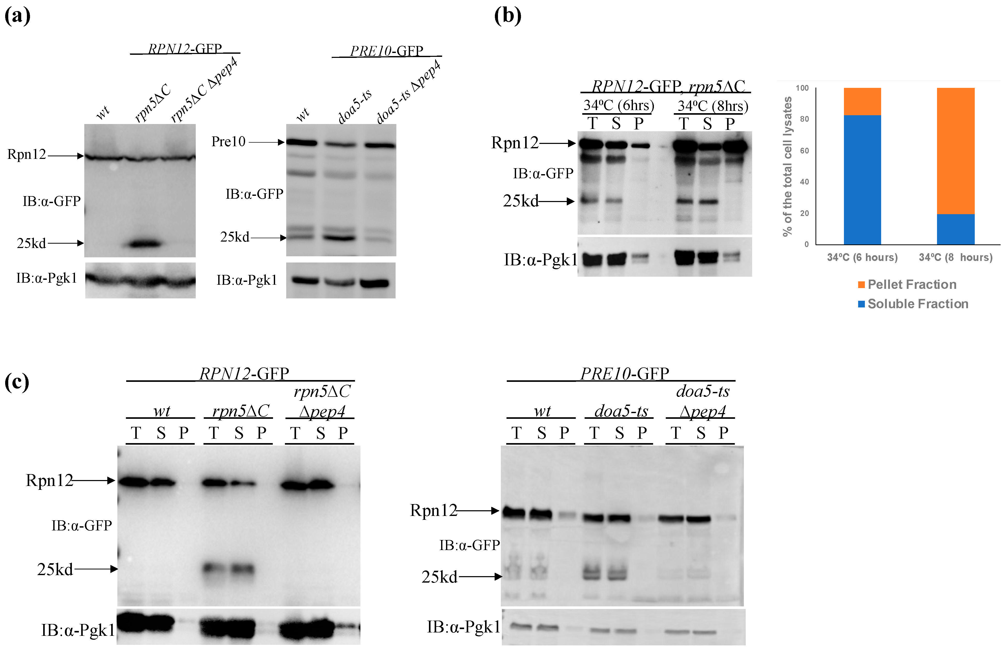 Biomolecules 13 00077 g002 Biomolecules 13 00077 g002