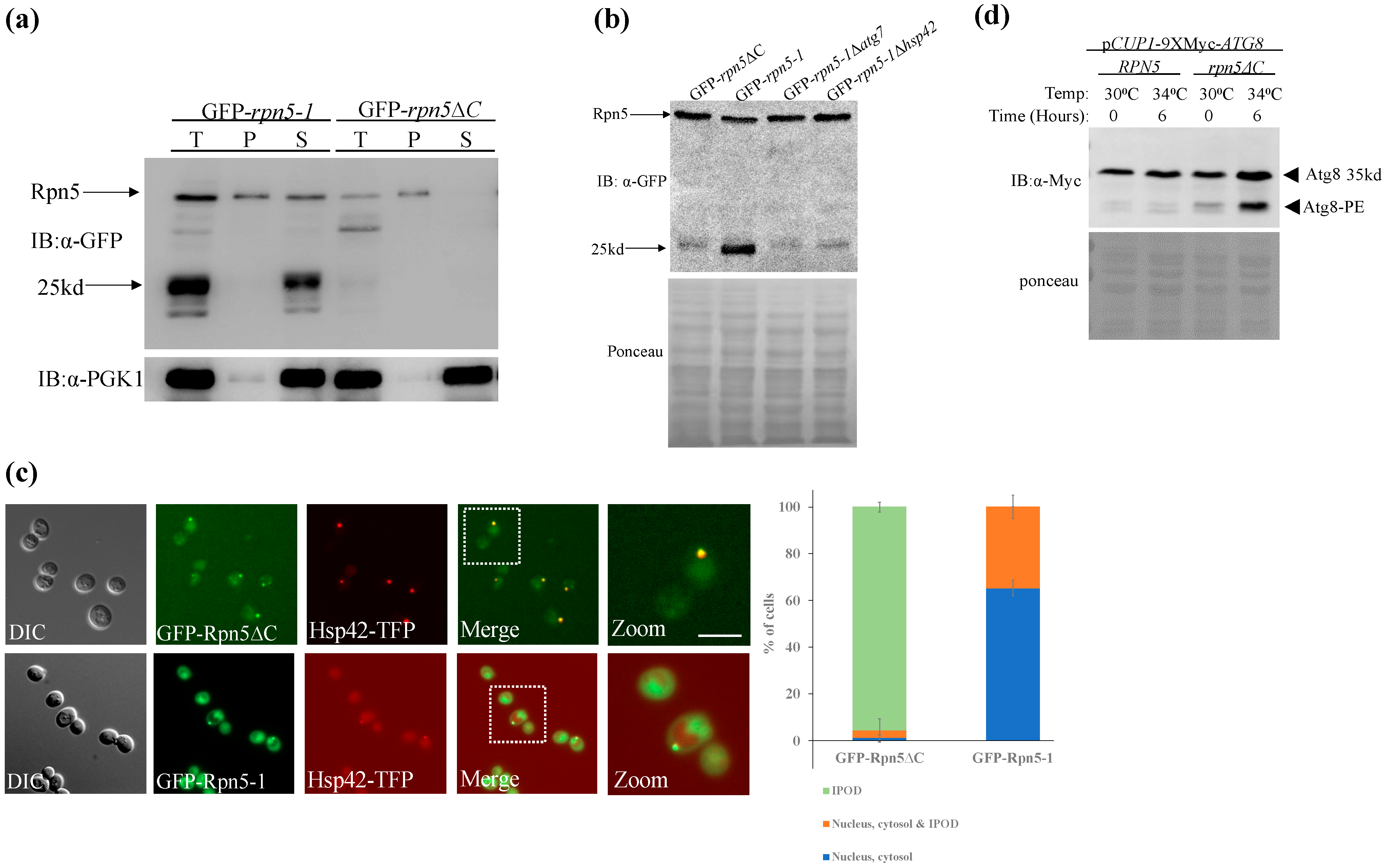 Biomolecules 13 00077 g003 Biomolecules 13 00077 g003