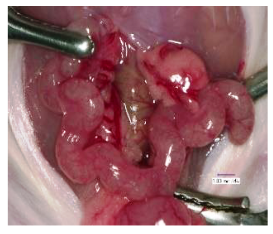 Biomolecules 13 00079 g001 Biomolecules 13 00079 g001