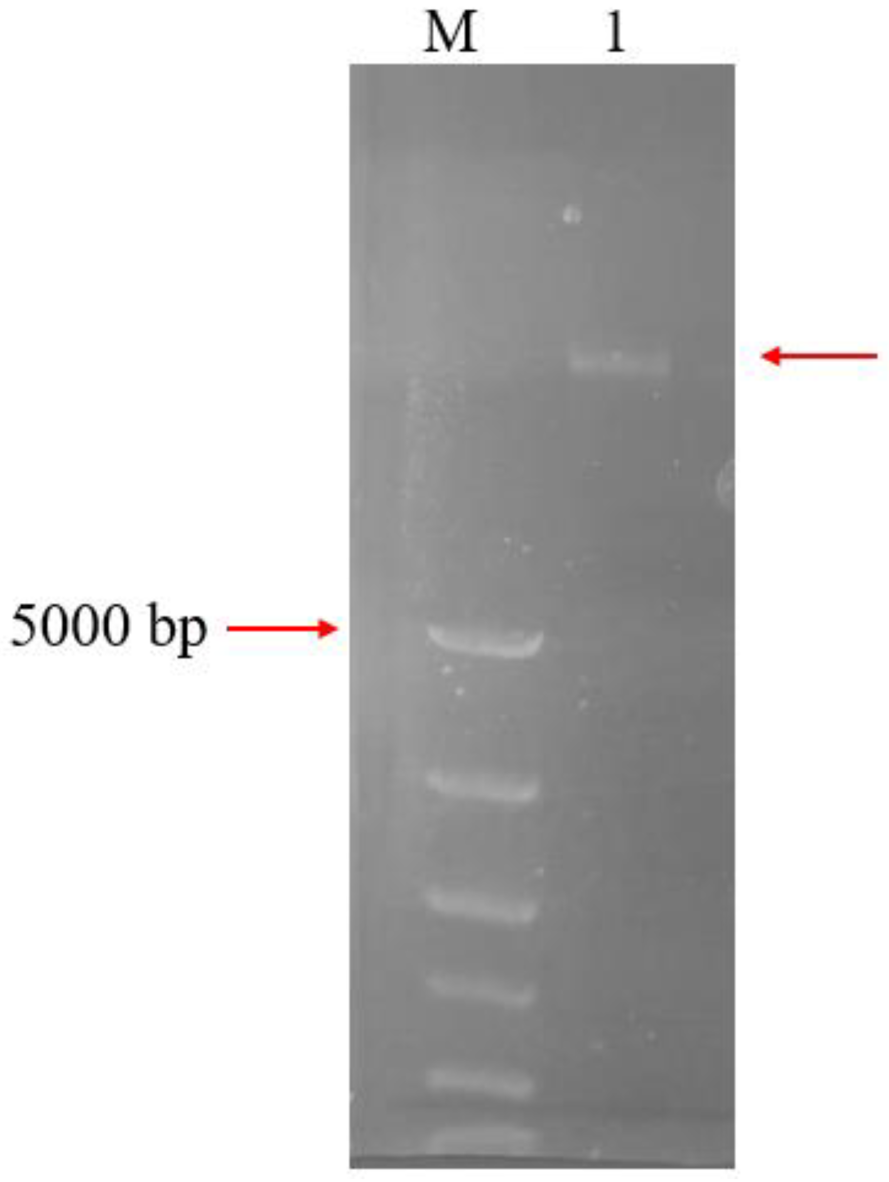 Biomolecules 13 00091 g002 Biomolecules 13 00091 g002