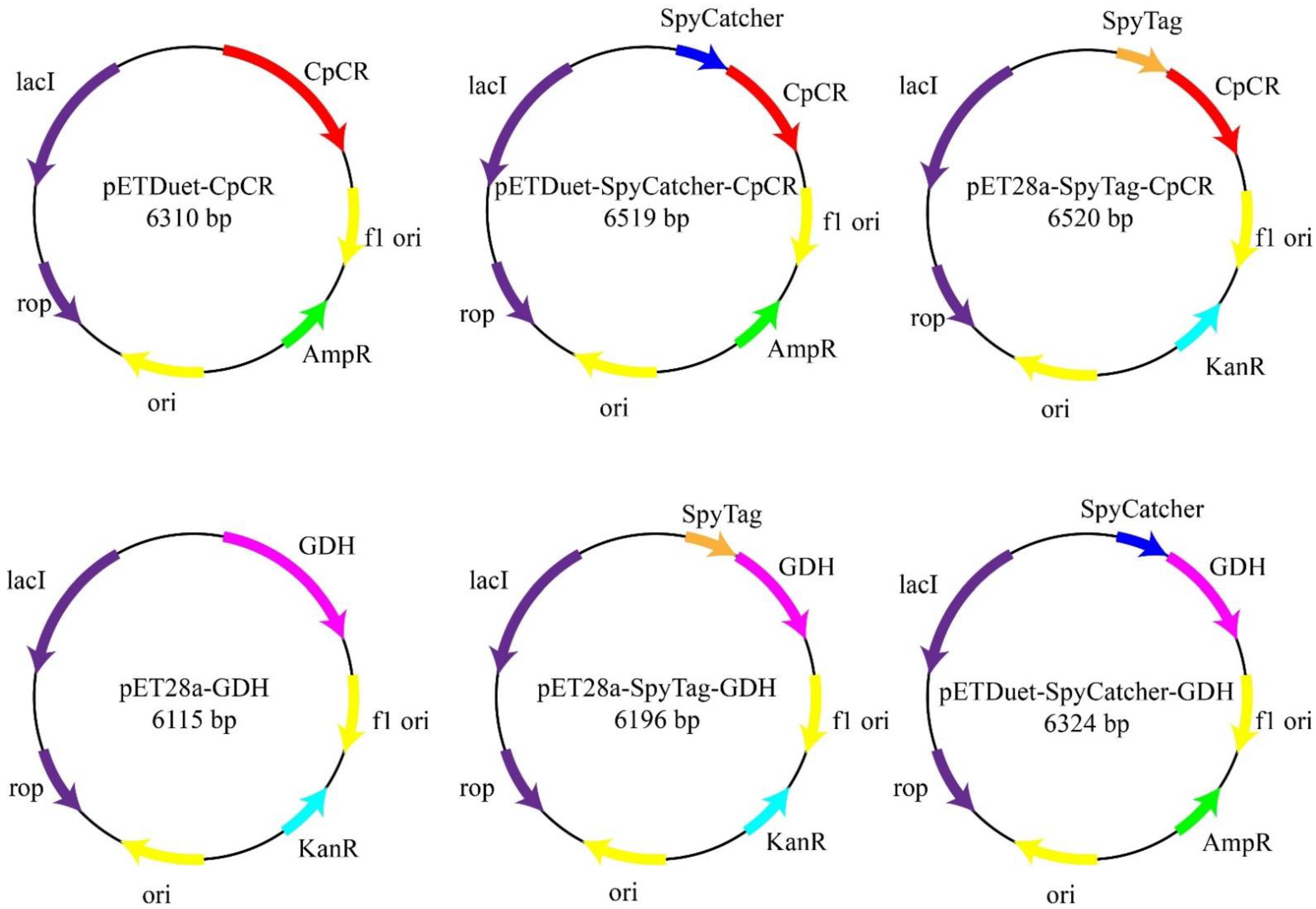 Biomolecules 13 00091 g004 Biomolecules 13 00091 g004